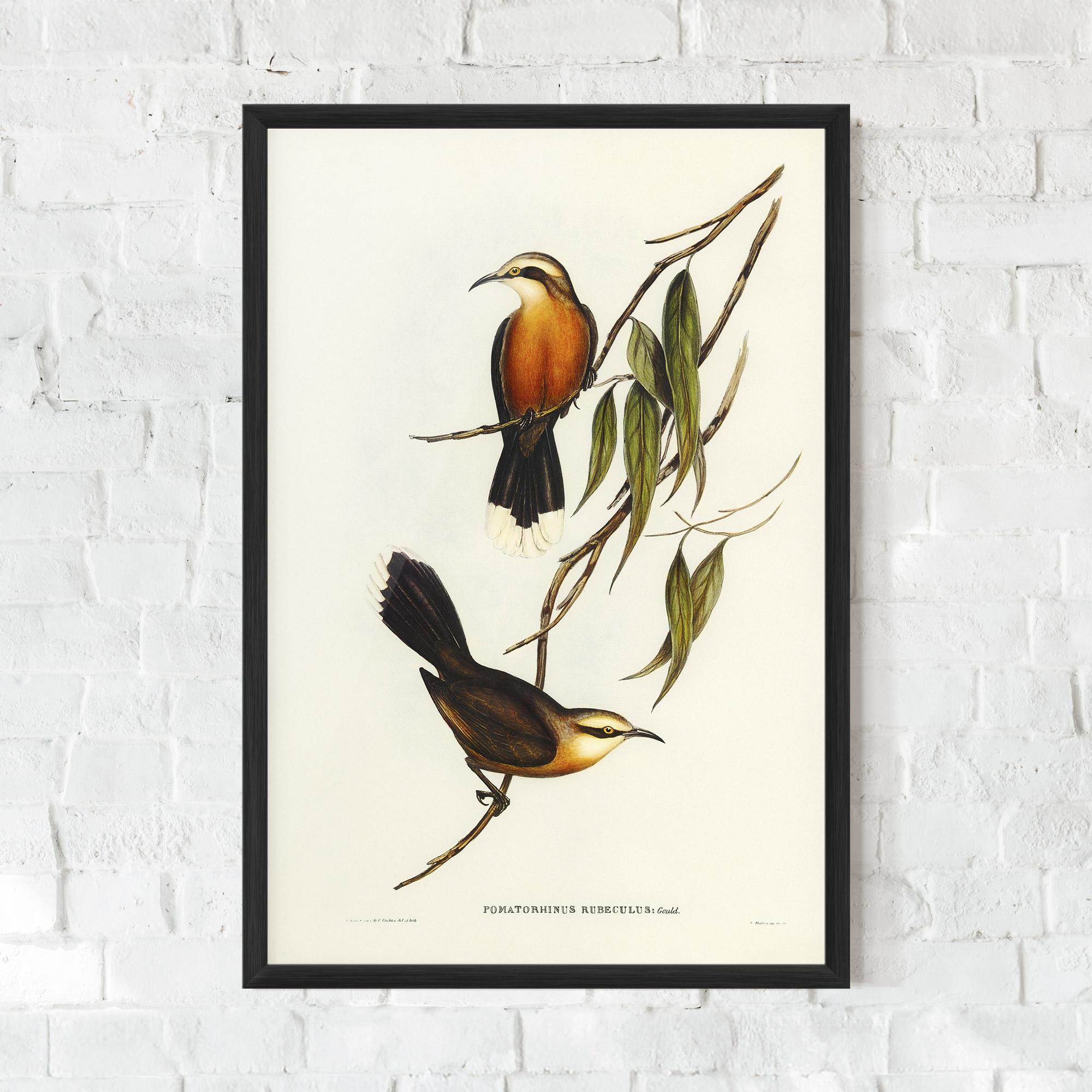 Keretezett Poszter Red Pomatorhinus mockup 0