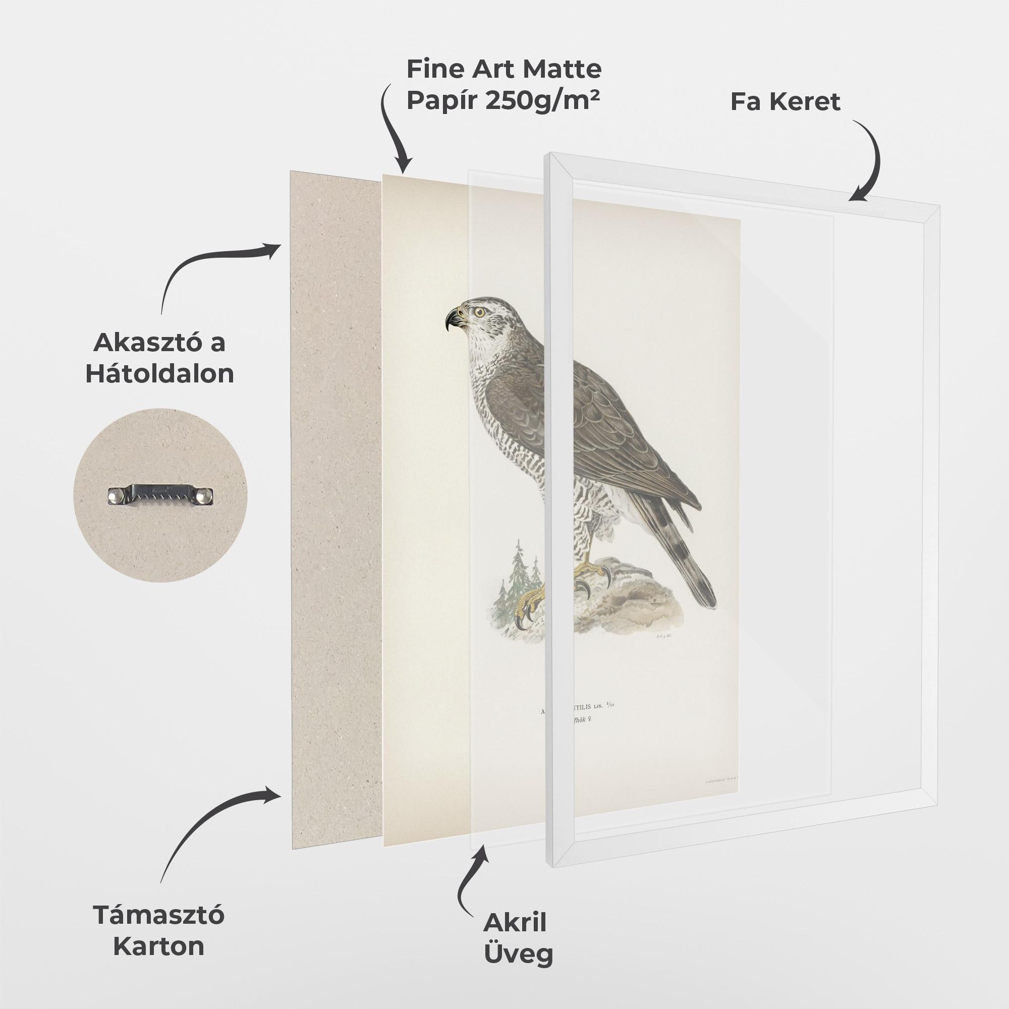 Keretezett Poszter Astur Gentilis mockup 1