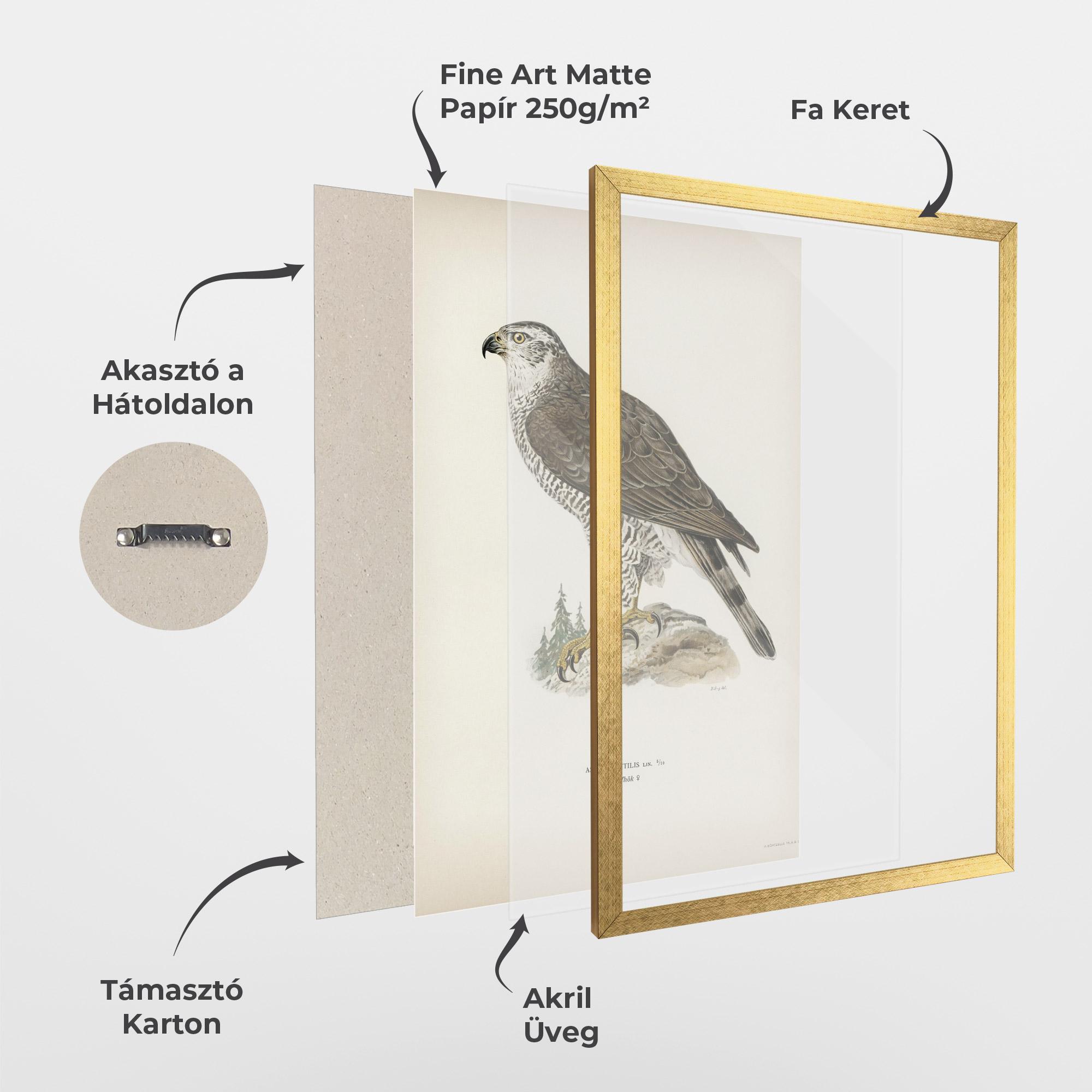 Keretezett Poszter Astur Gentilis mockup 1