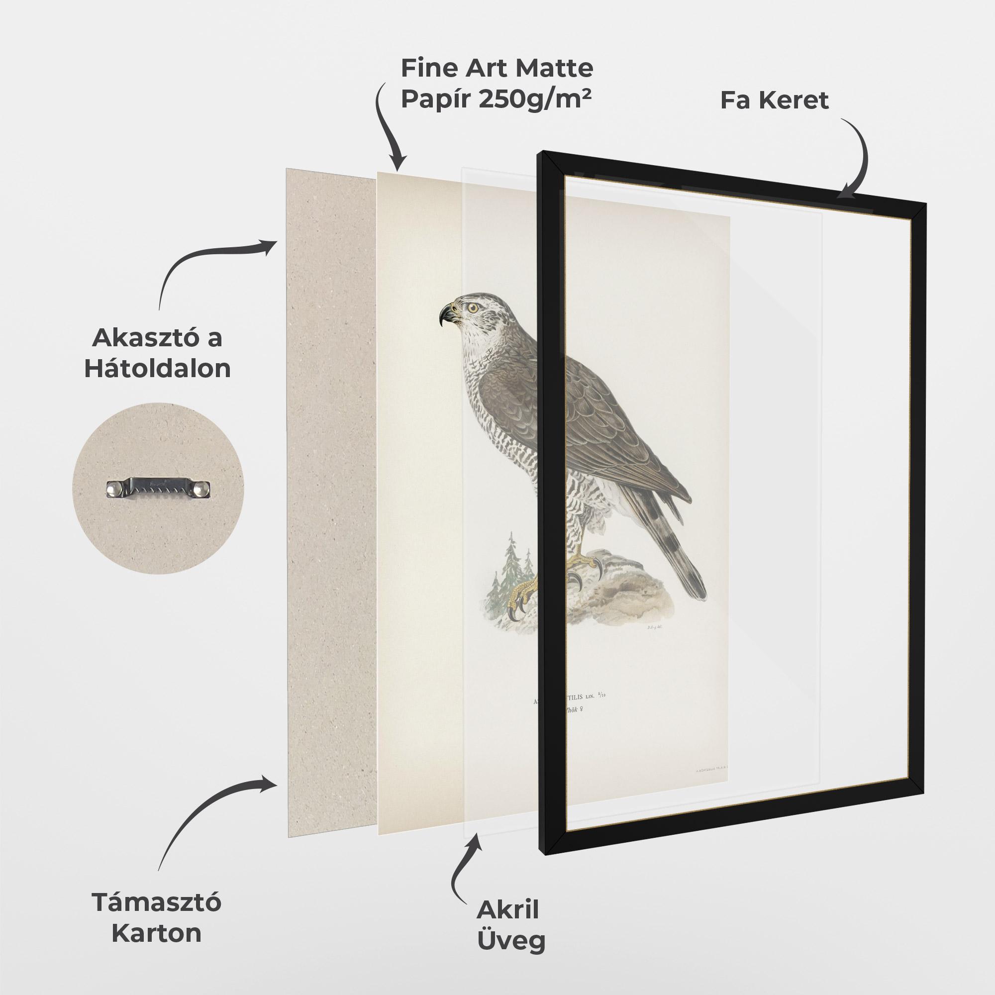 Keretezett Poszter Astur Gentilis mockup 1