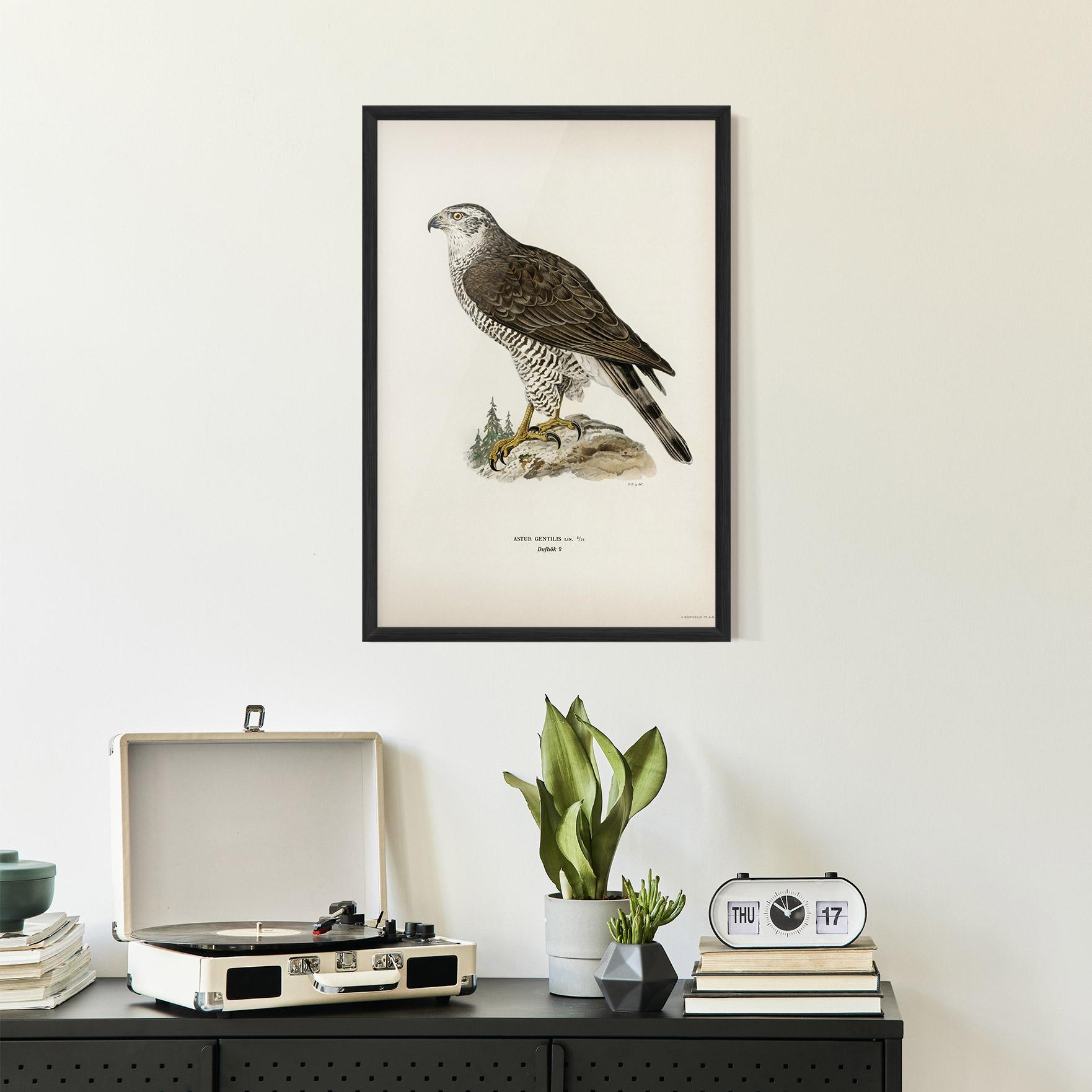 Keretezett Poszter Astur Gentilis mockup 2