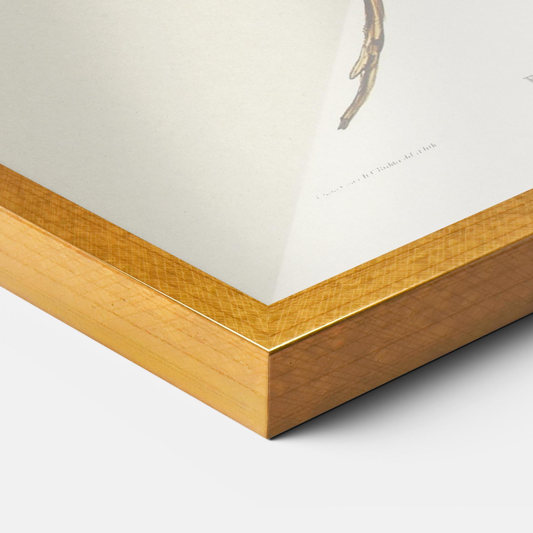 Keretezett Poszter Red Pomatorhinus mockup 3