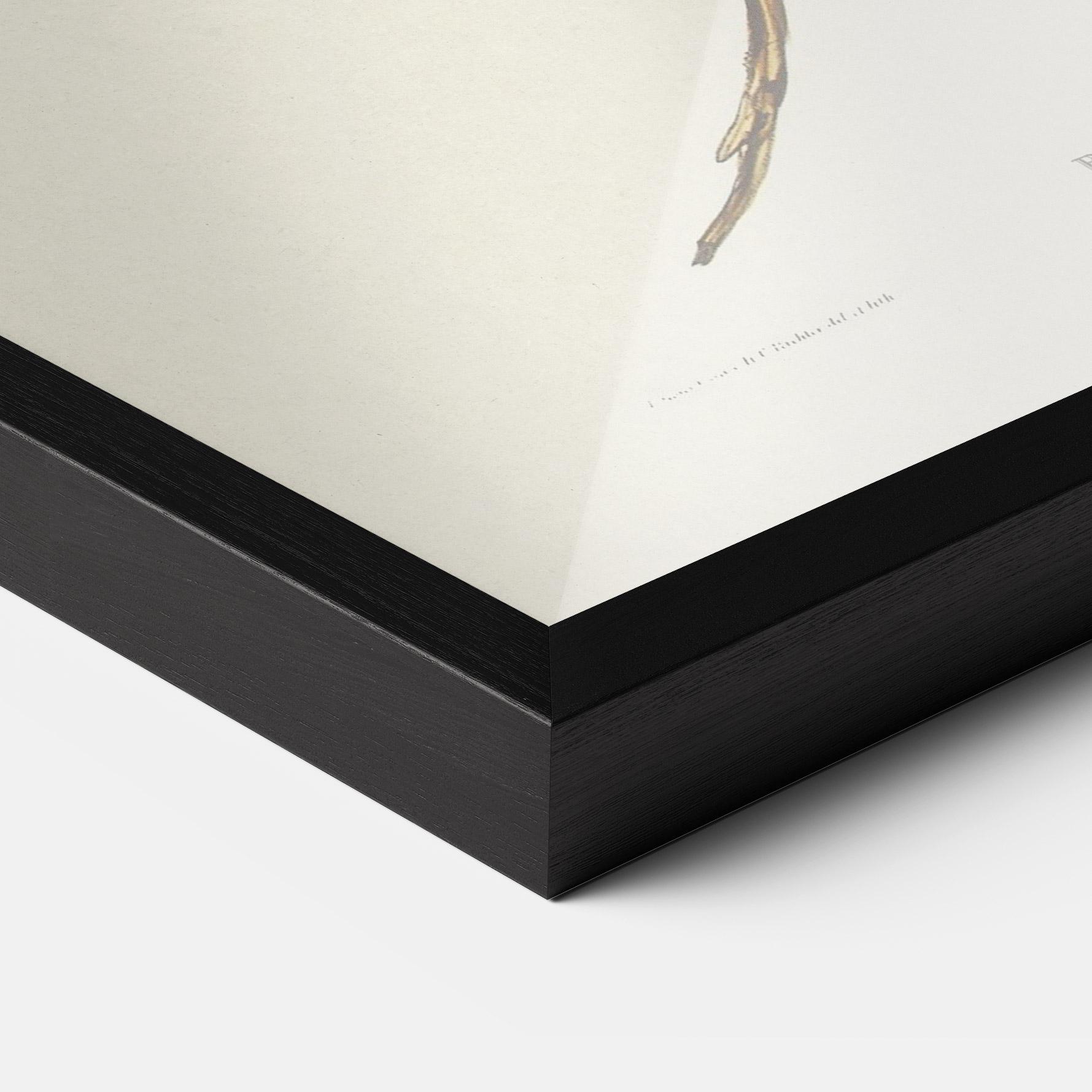 Keretezett Poszter Red Pomatorhinus mockup 3