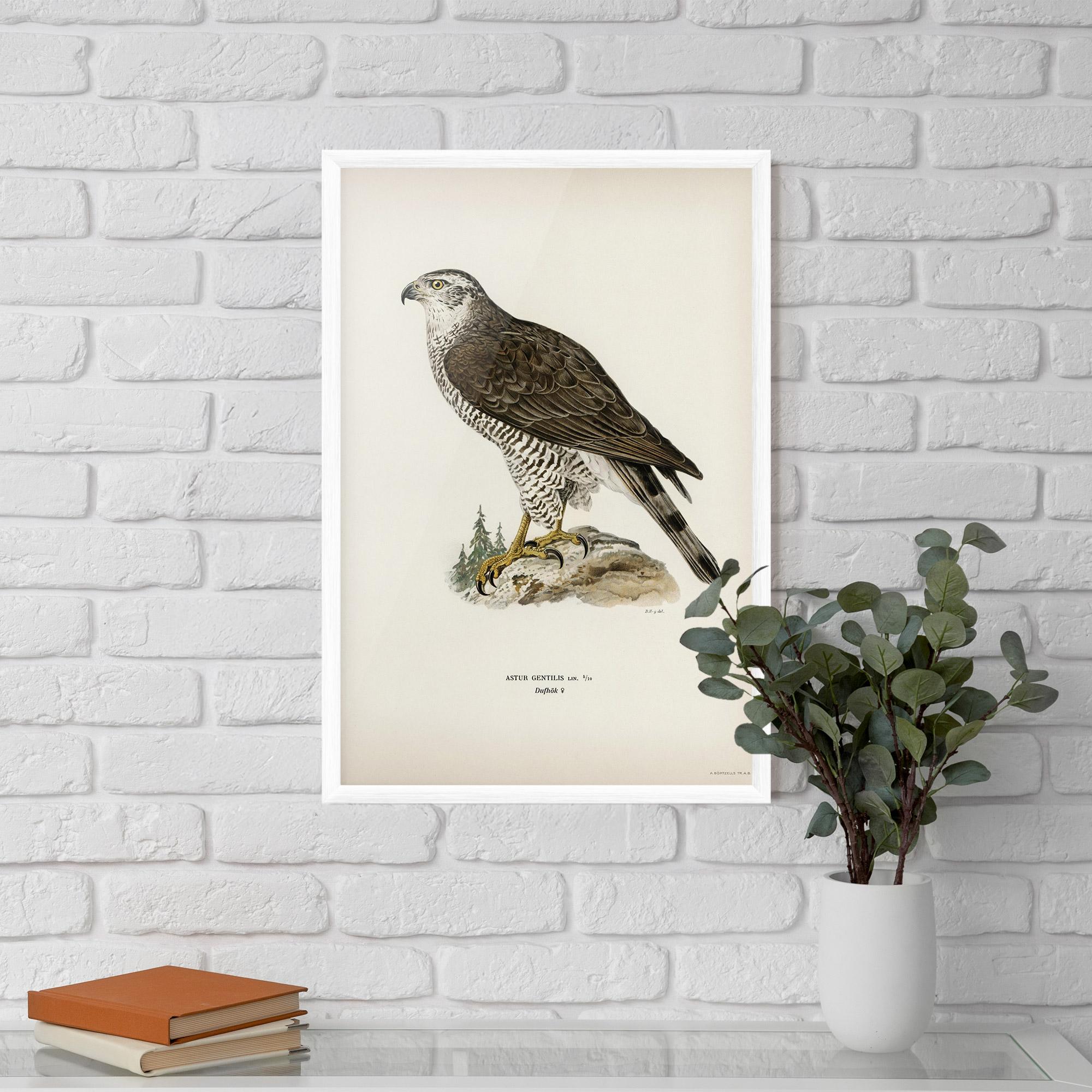 Keretezett Poszter Astur Gentilis mockup 5