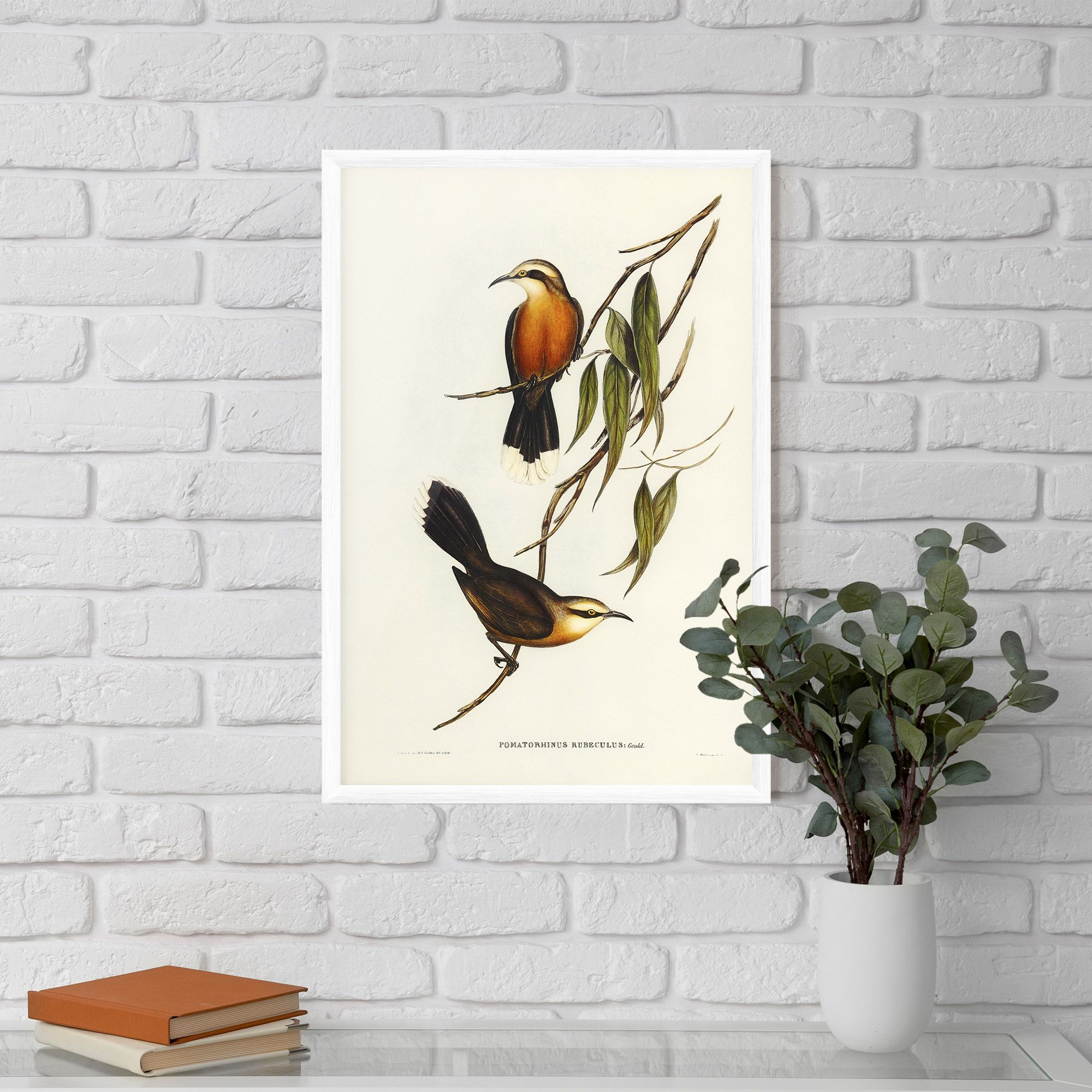 Red Pomatorhinus mockup 5