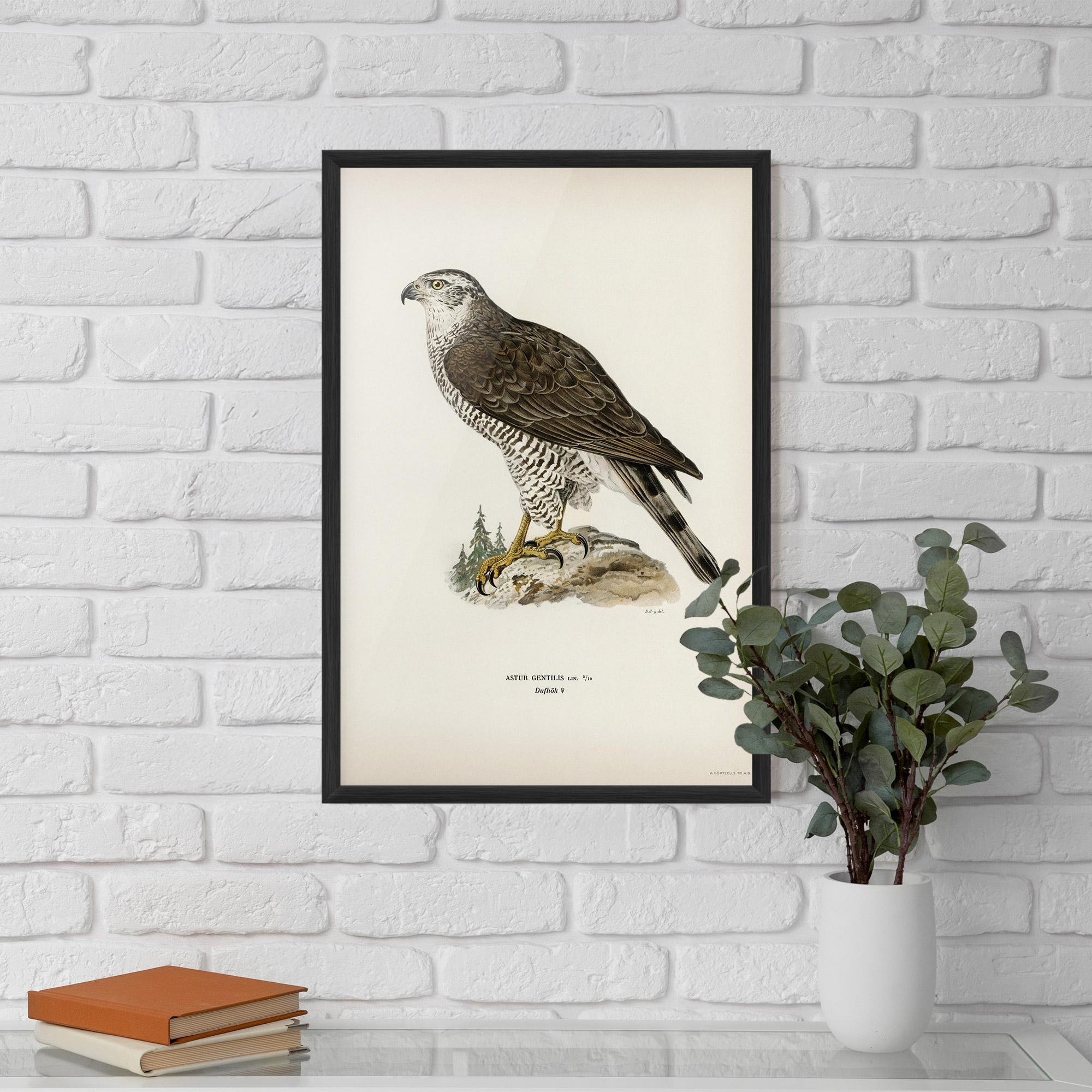 Keretezett Poszter Astur Gentilis mockup 5