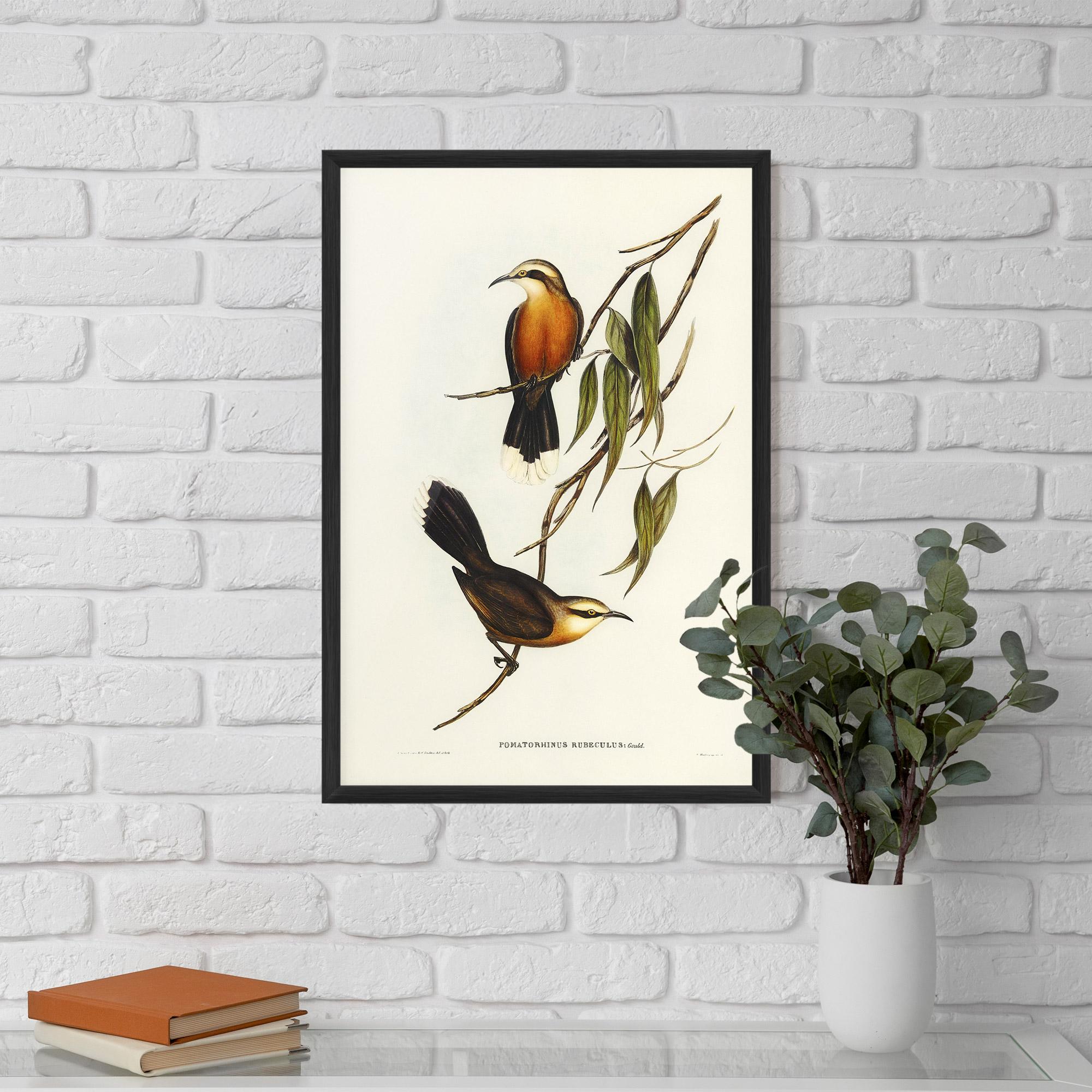 Keretezett Poszter Red Pomatorhinus mockup 5