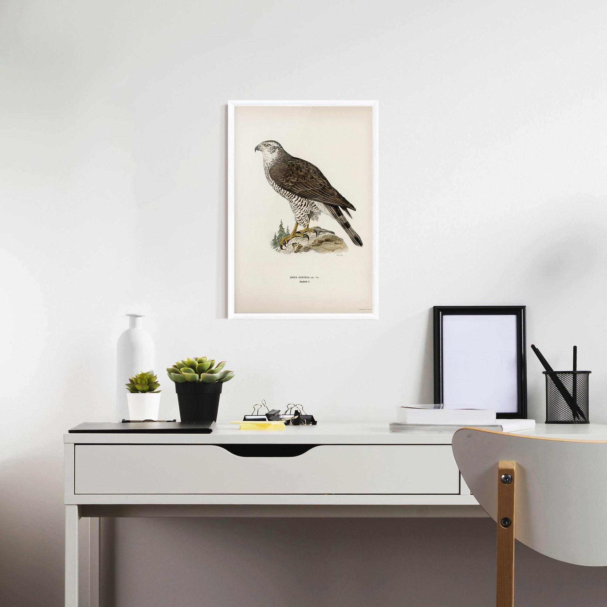 Keretezett Poszter Astur Gentilis mockup 7