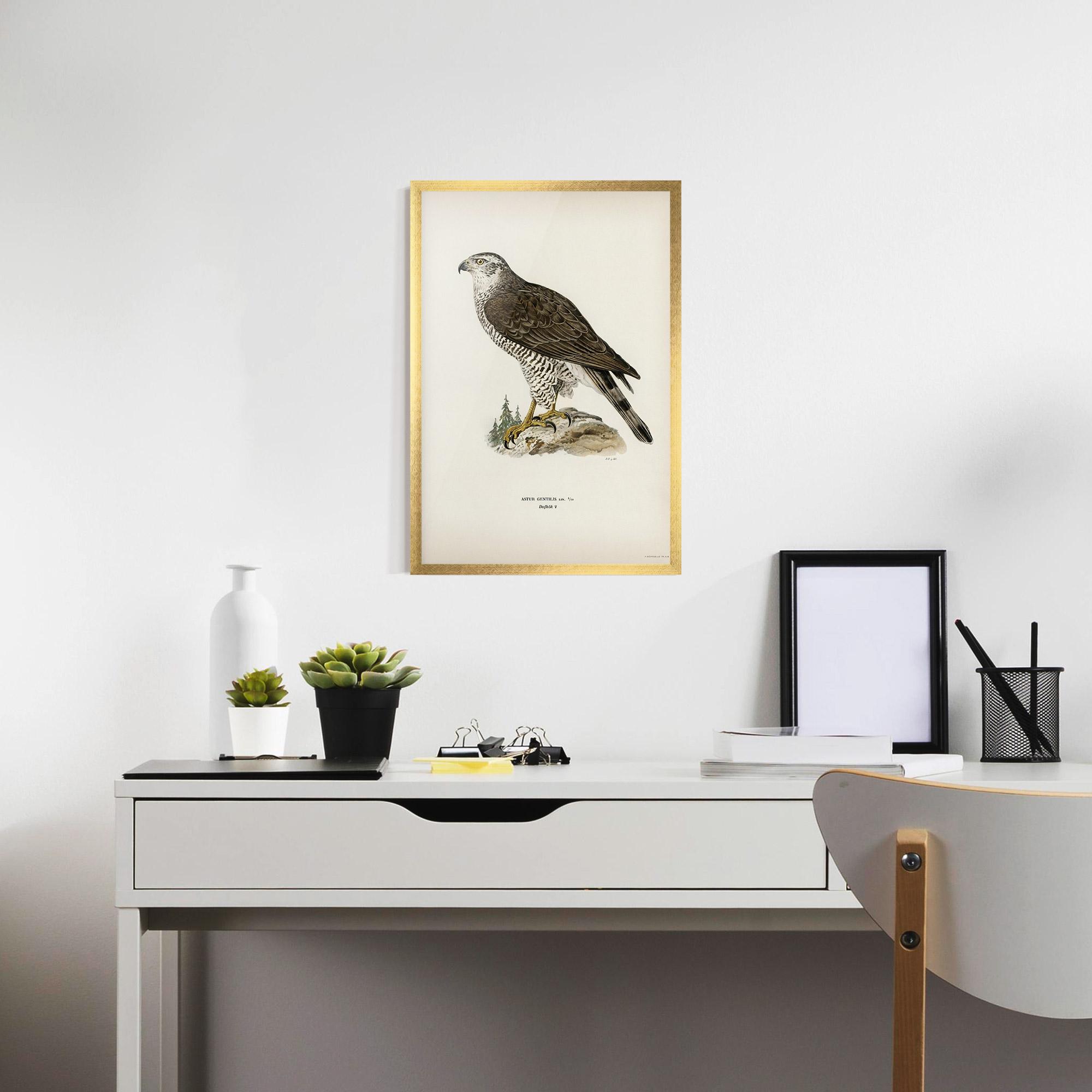 Keretezett Poszter Astur Gentilis mockup 7