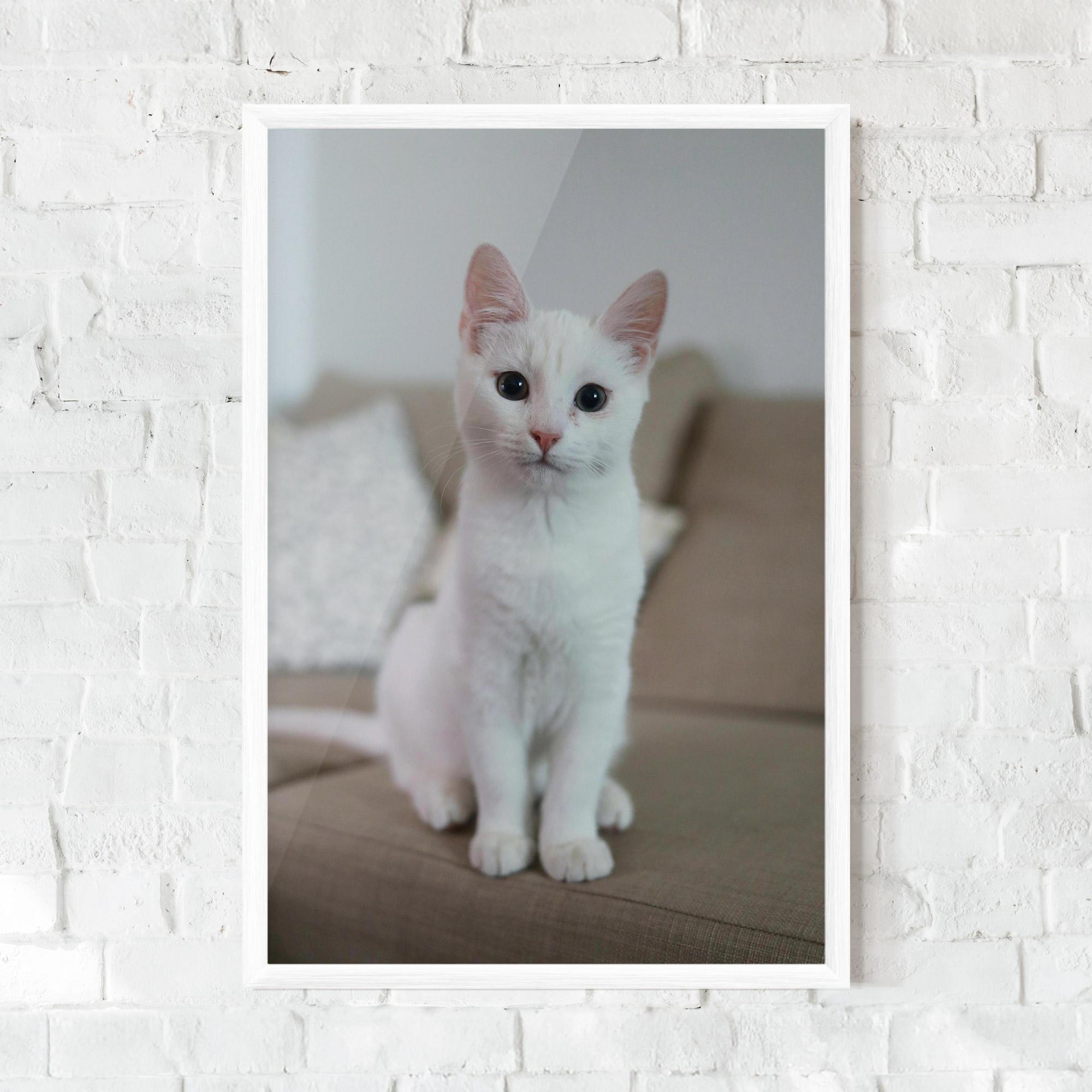 Keretezett Poszter Beautiful White Cat mockup 0
