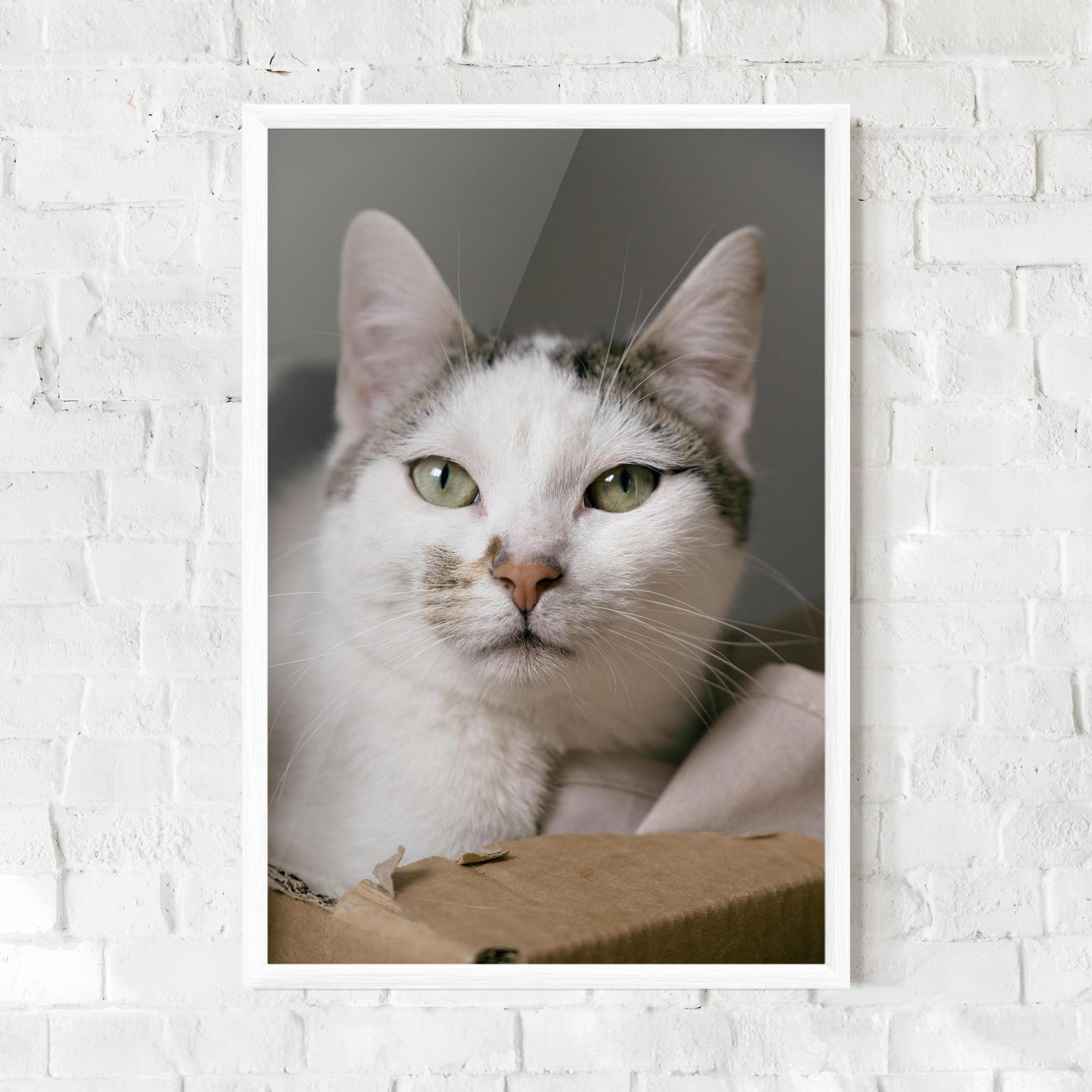 Keretezett Poszter Big Sleepy Cat mockup 0