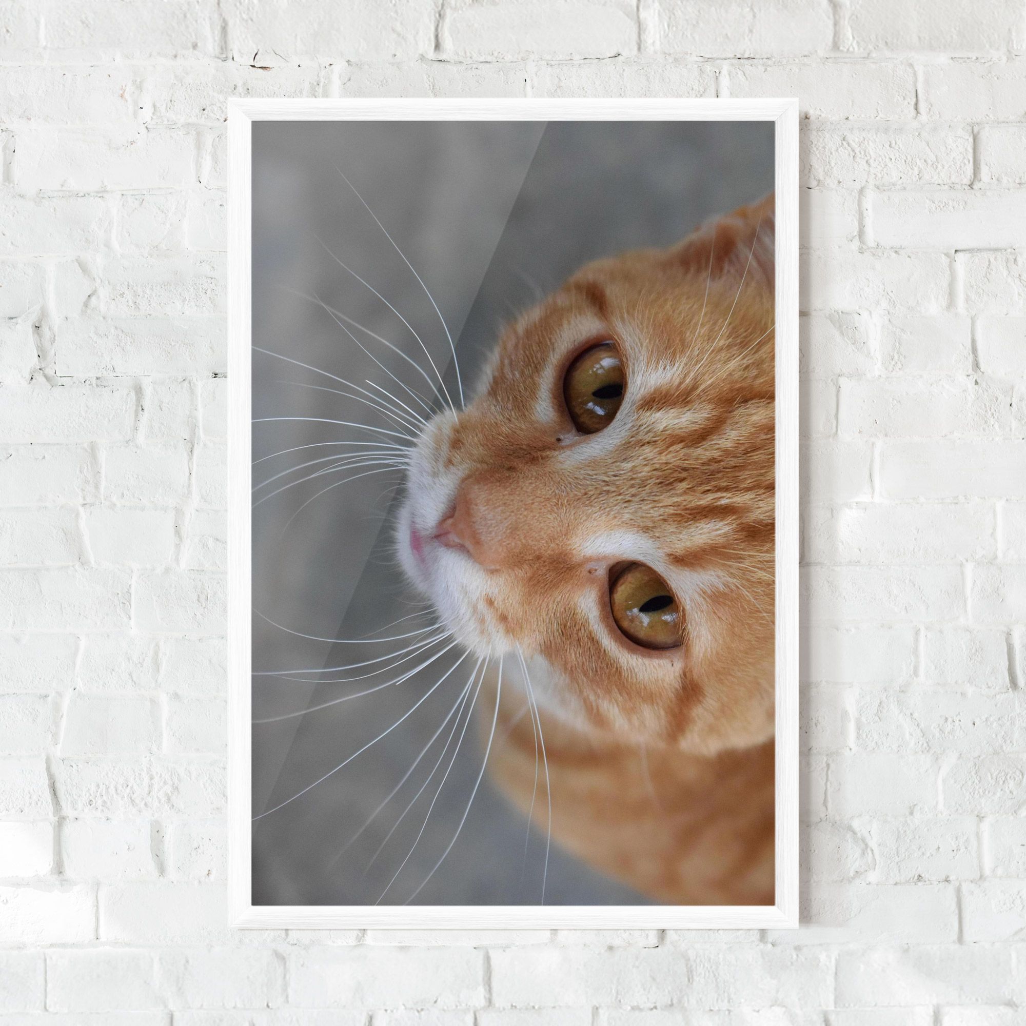Pretty Orange Eyes Cat mockup 0