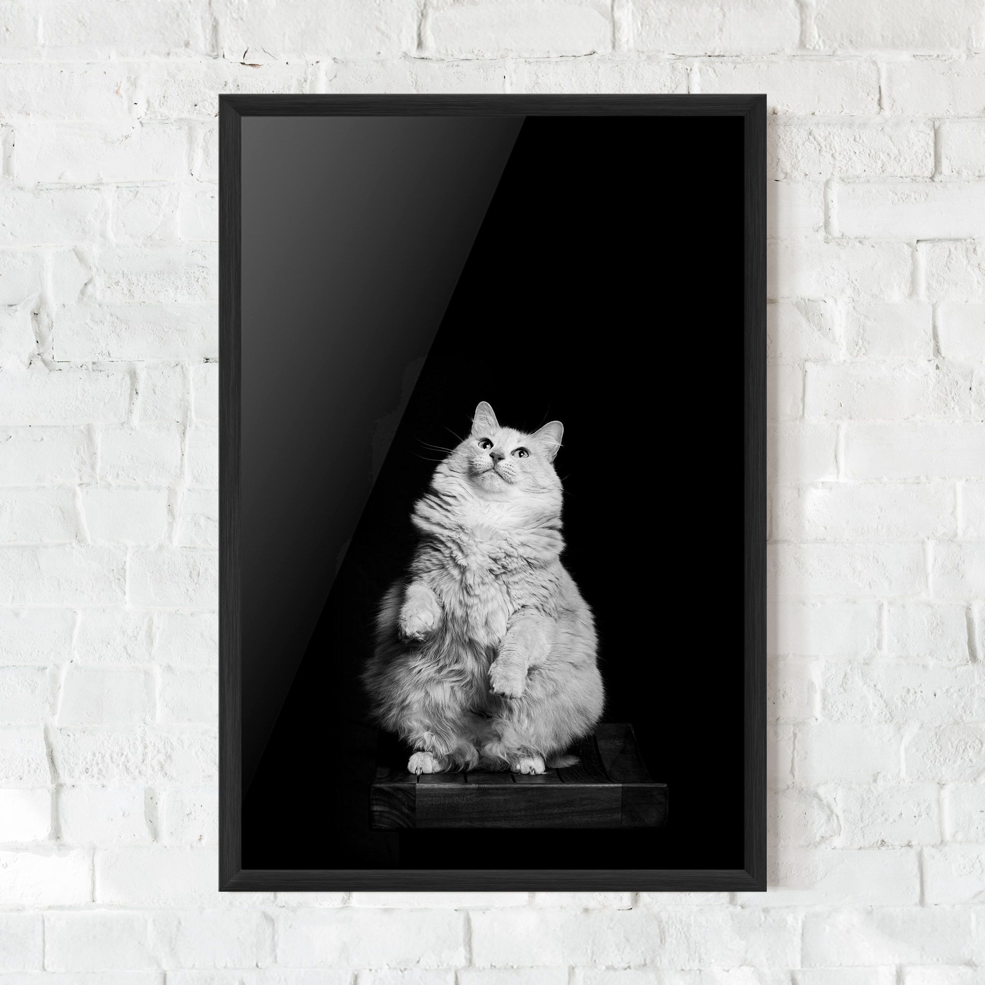 Big Fluffy Cat mockup 0