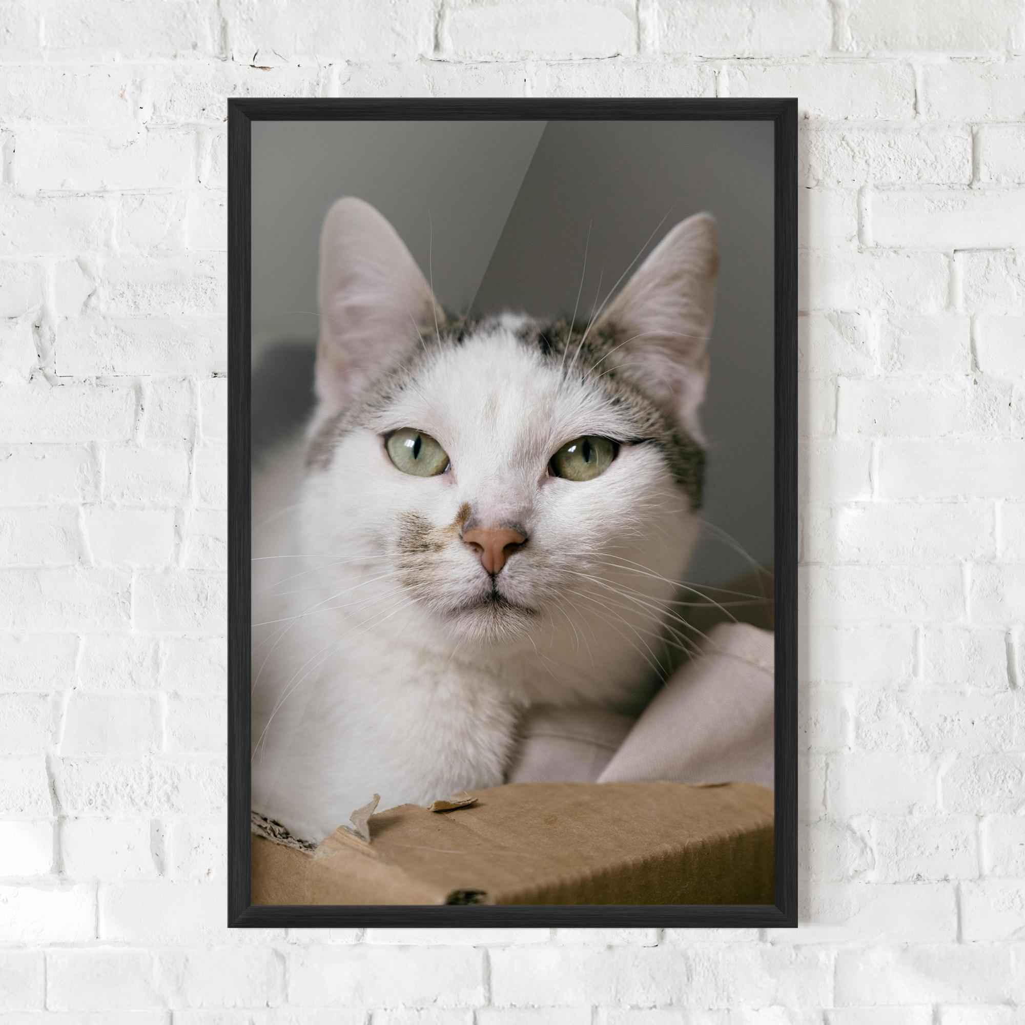 Keretezett Poszter Big Sleepy Cat mockup 0