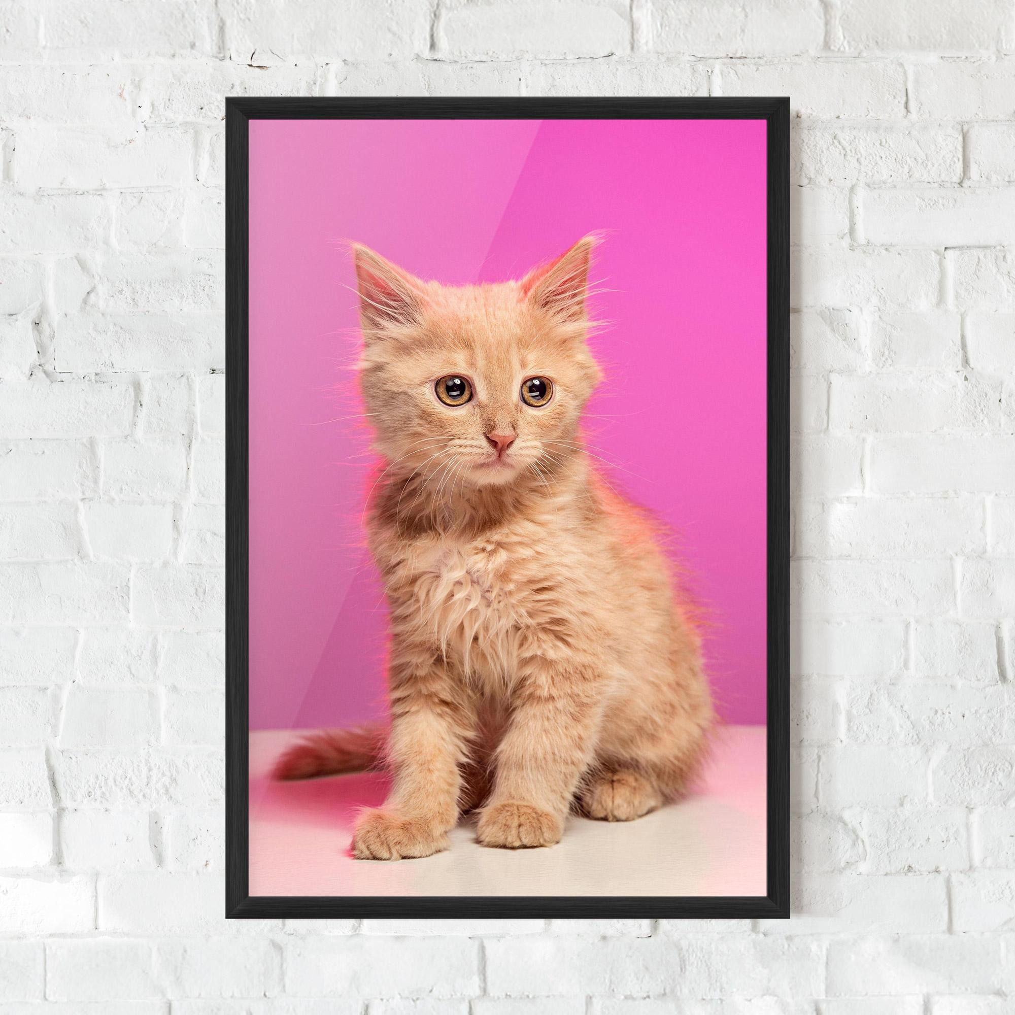 Keretezett Poszter Orange Cat On Pink mockup 0