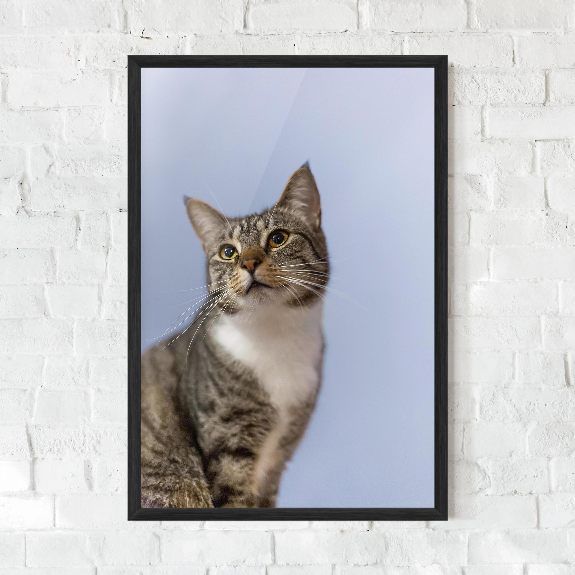 Keretezett Poszter Yellow Eyes Cat mockup 0