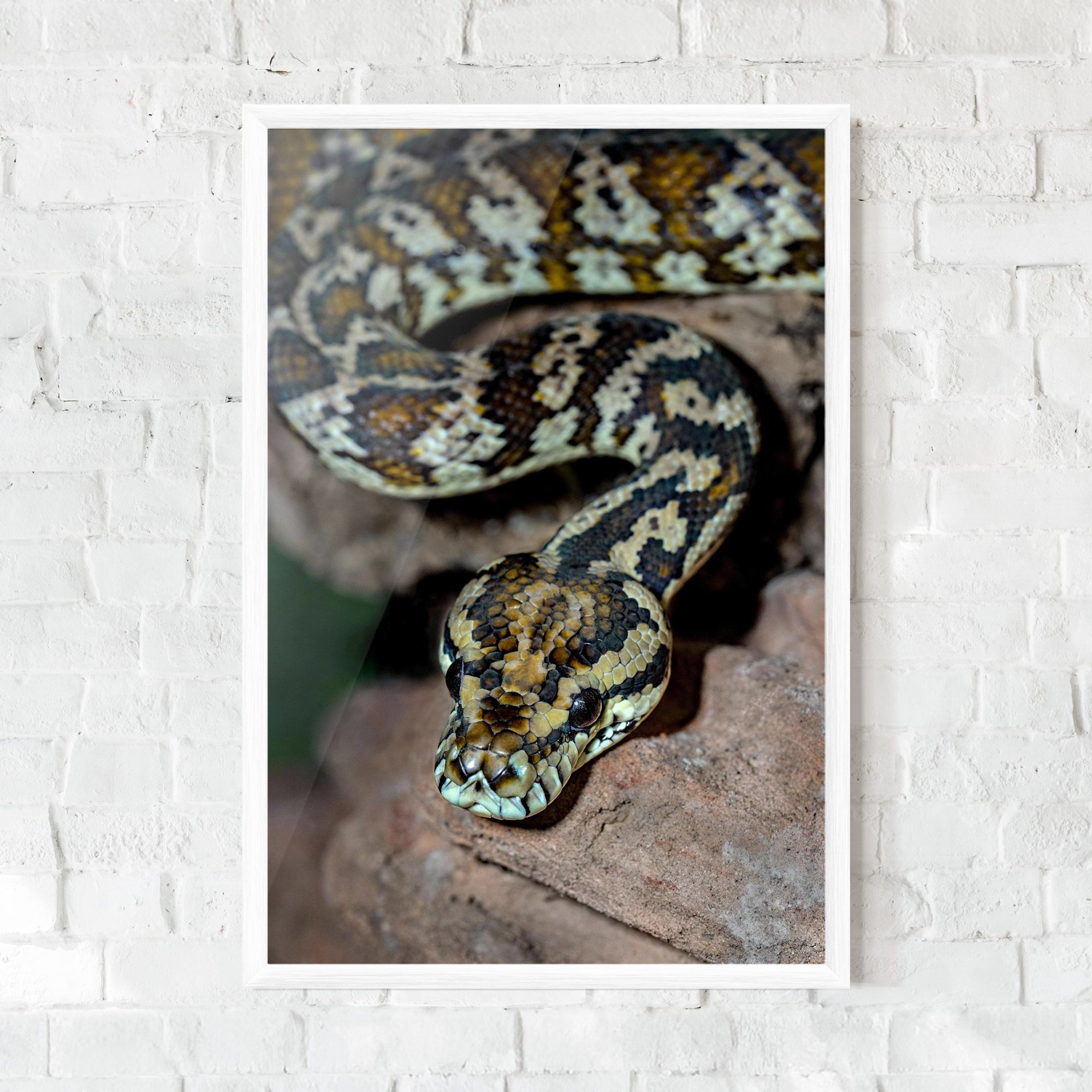 King Snake mockup 0