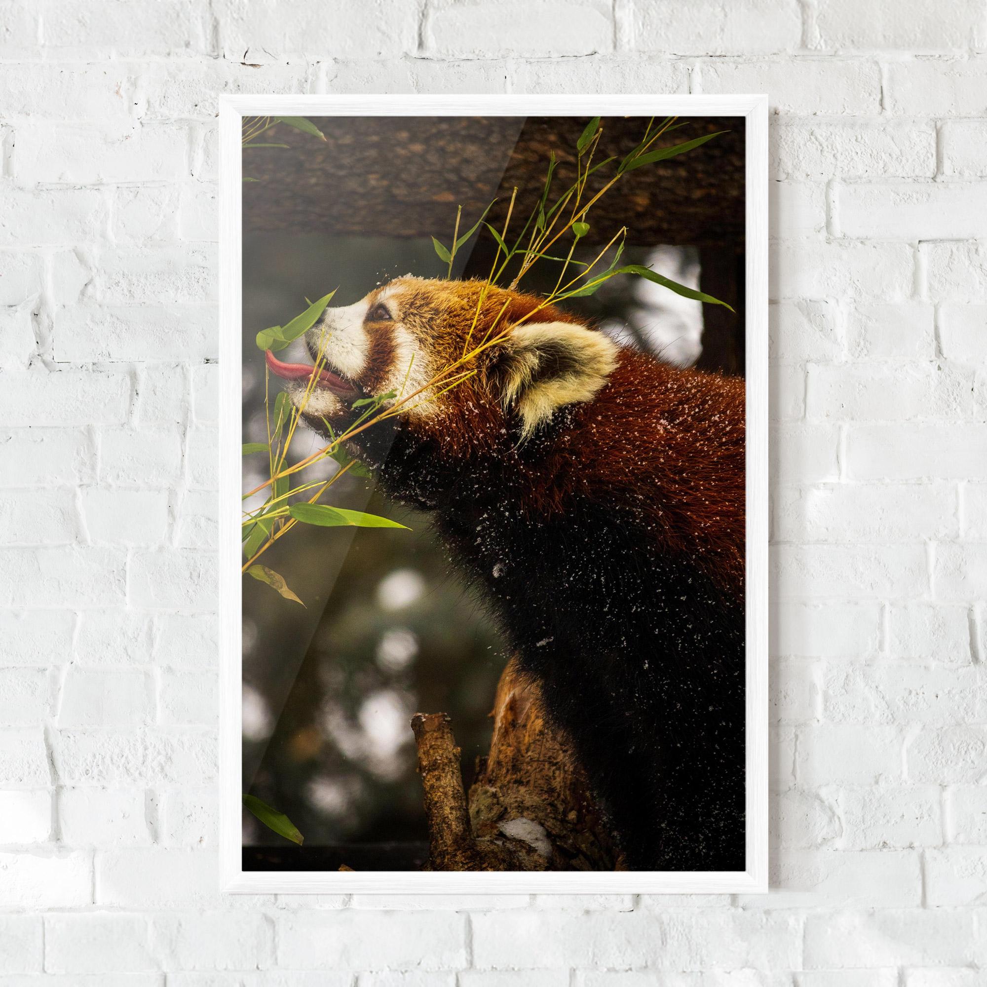 Keretezett Poszter Red Panda mockup 0