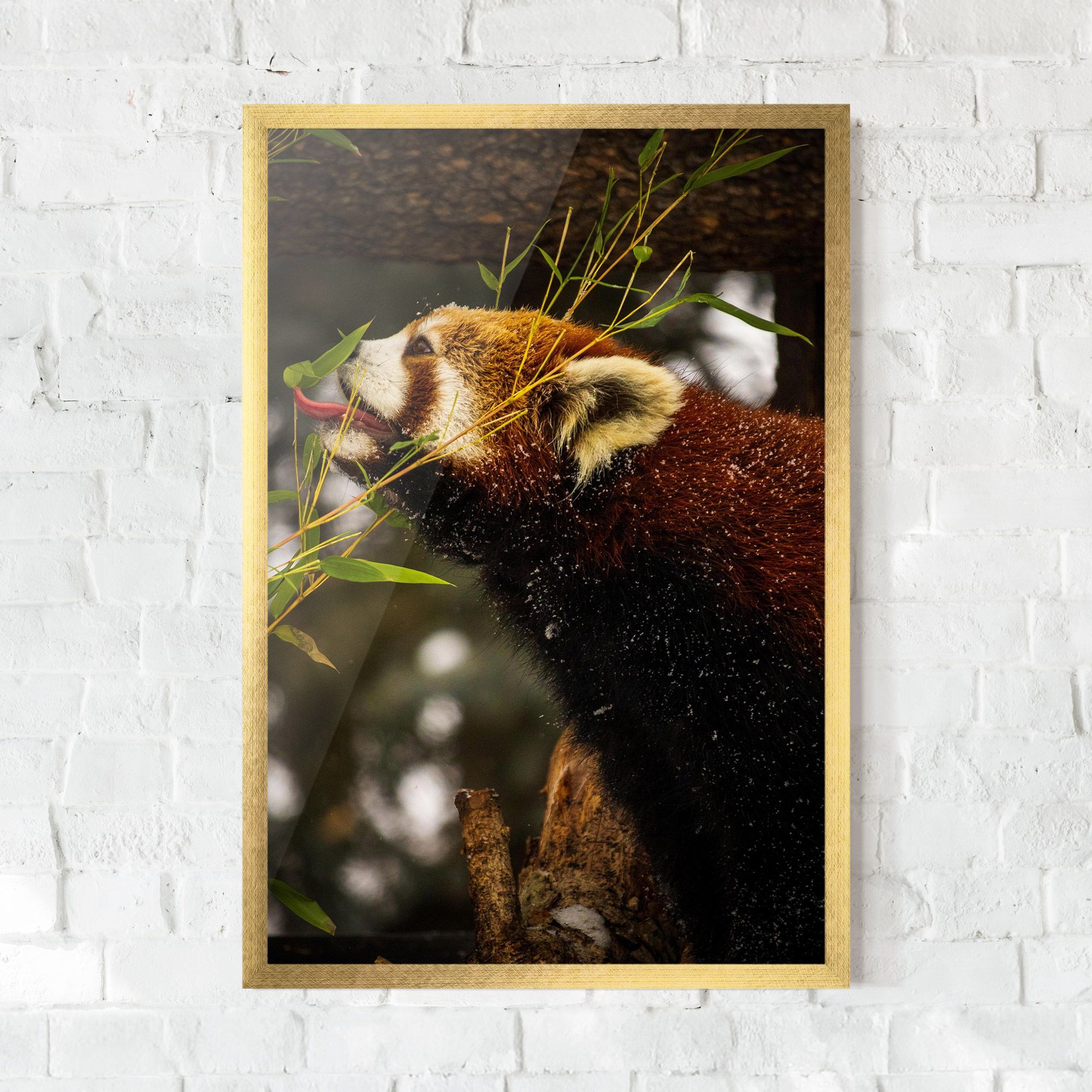 Red Panda mockup 0