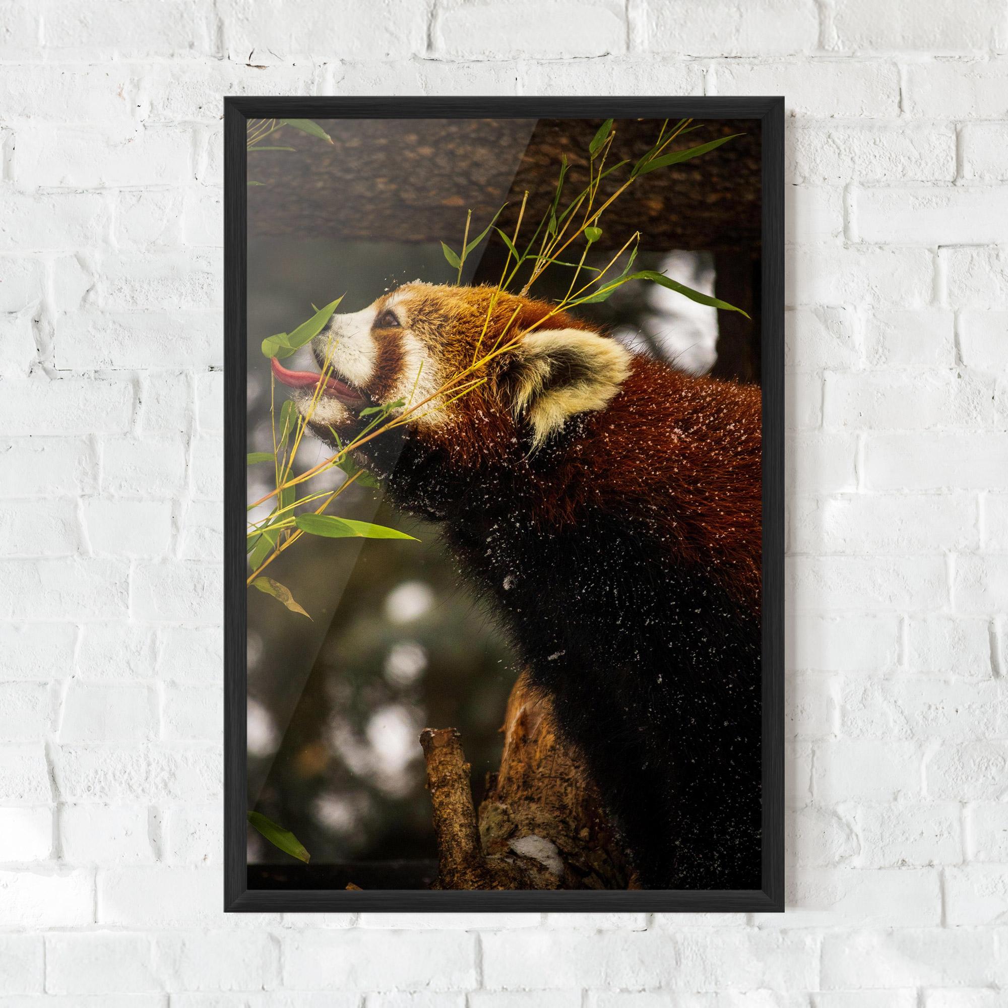 Keretezett Poszter Red Panda mockup 0