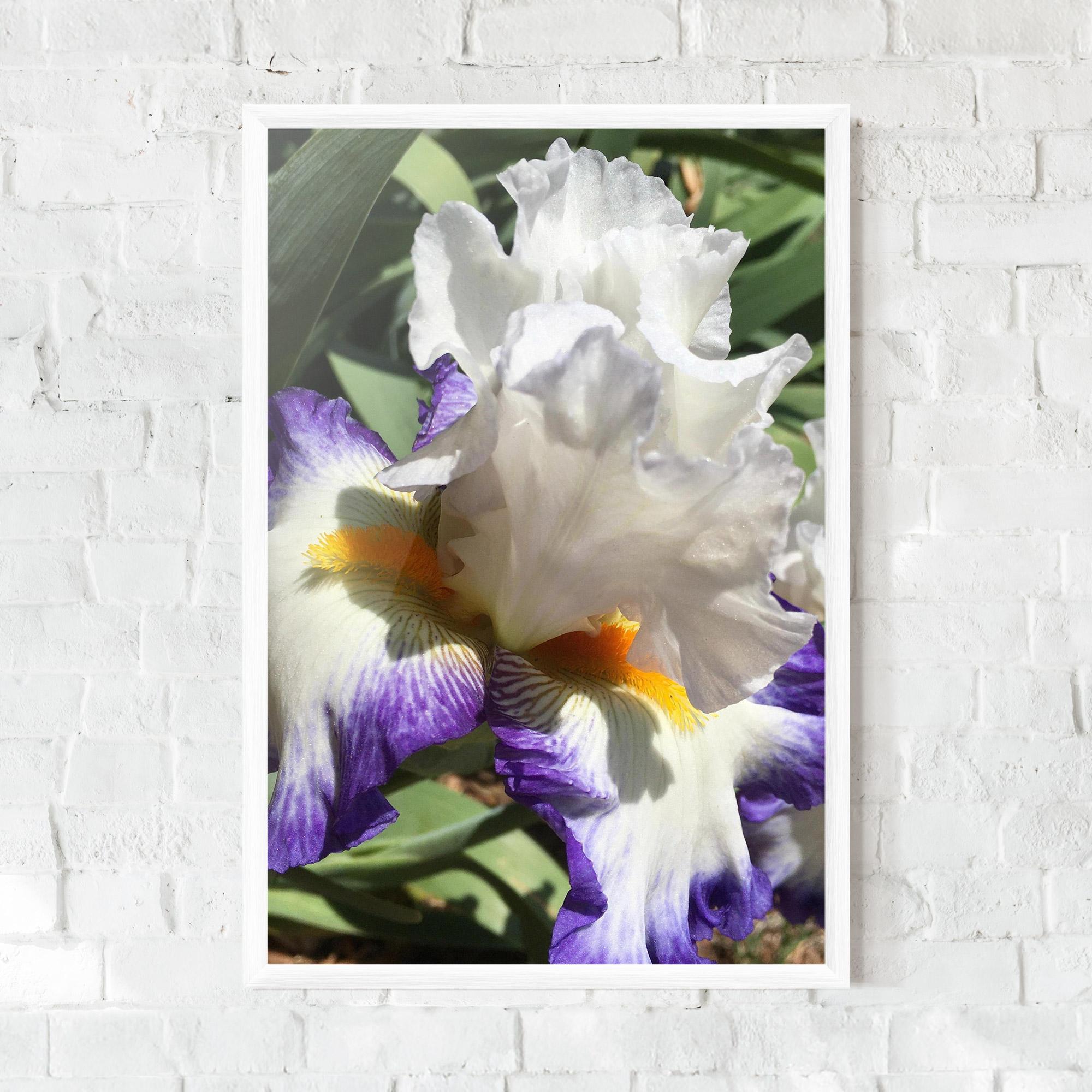 Keretezett Poszter Garden White Purple Irirs mockup 0