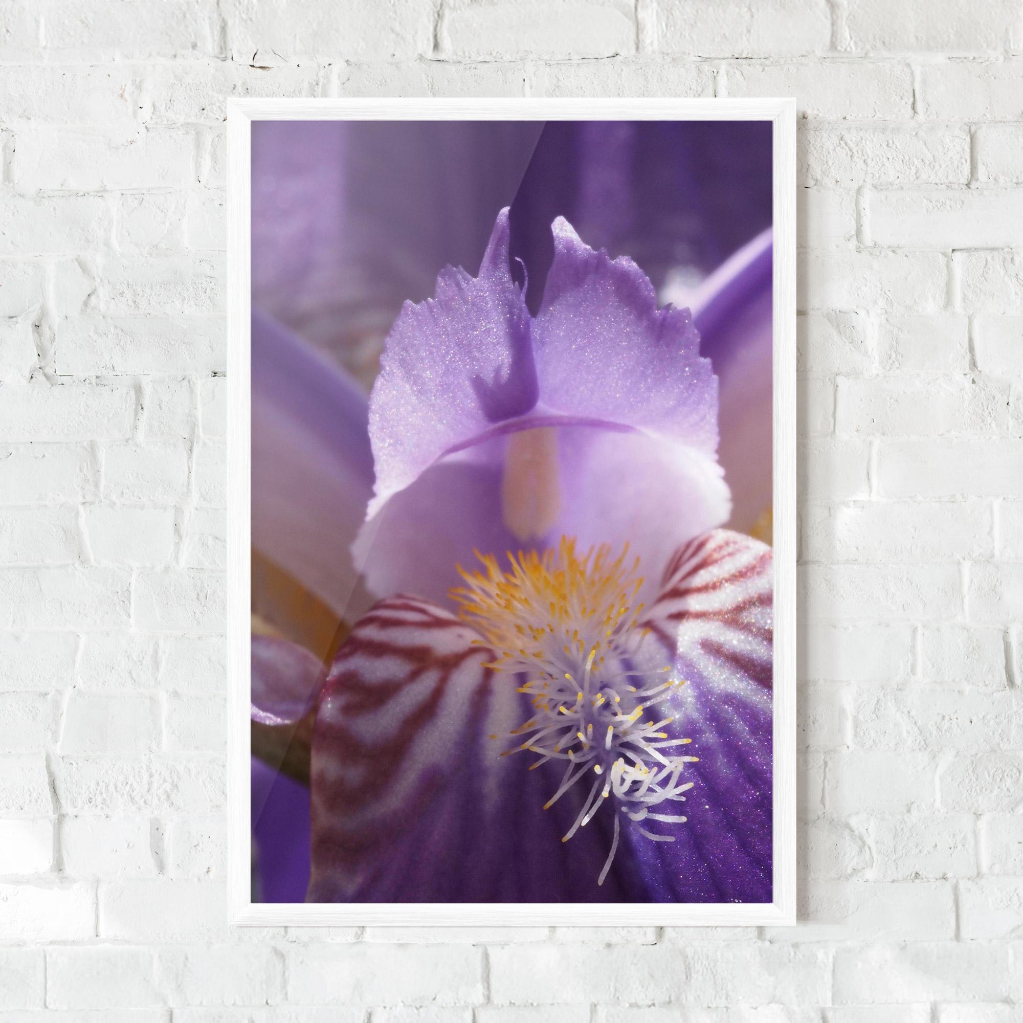 Keretezett Poszter Purple Iris Close Up mockup 0