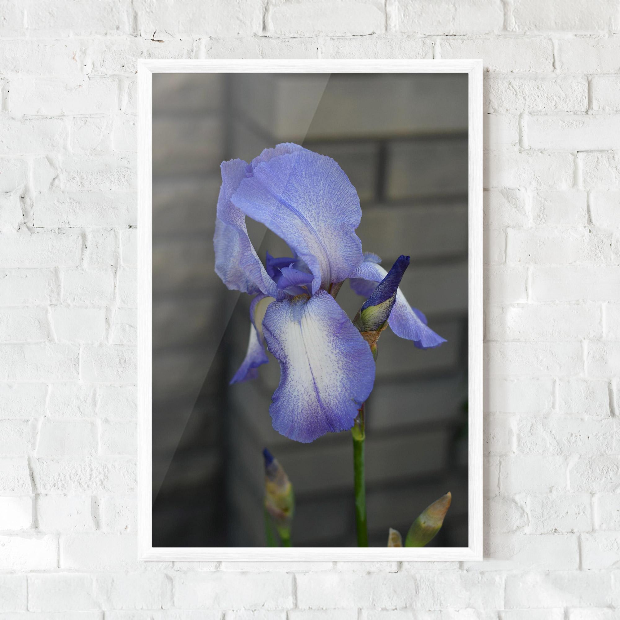 Keretezett Poszter Purple Iris On Gray mockup 0