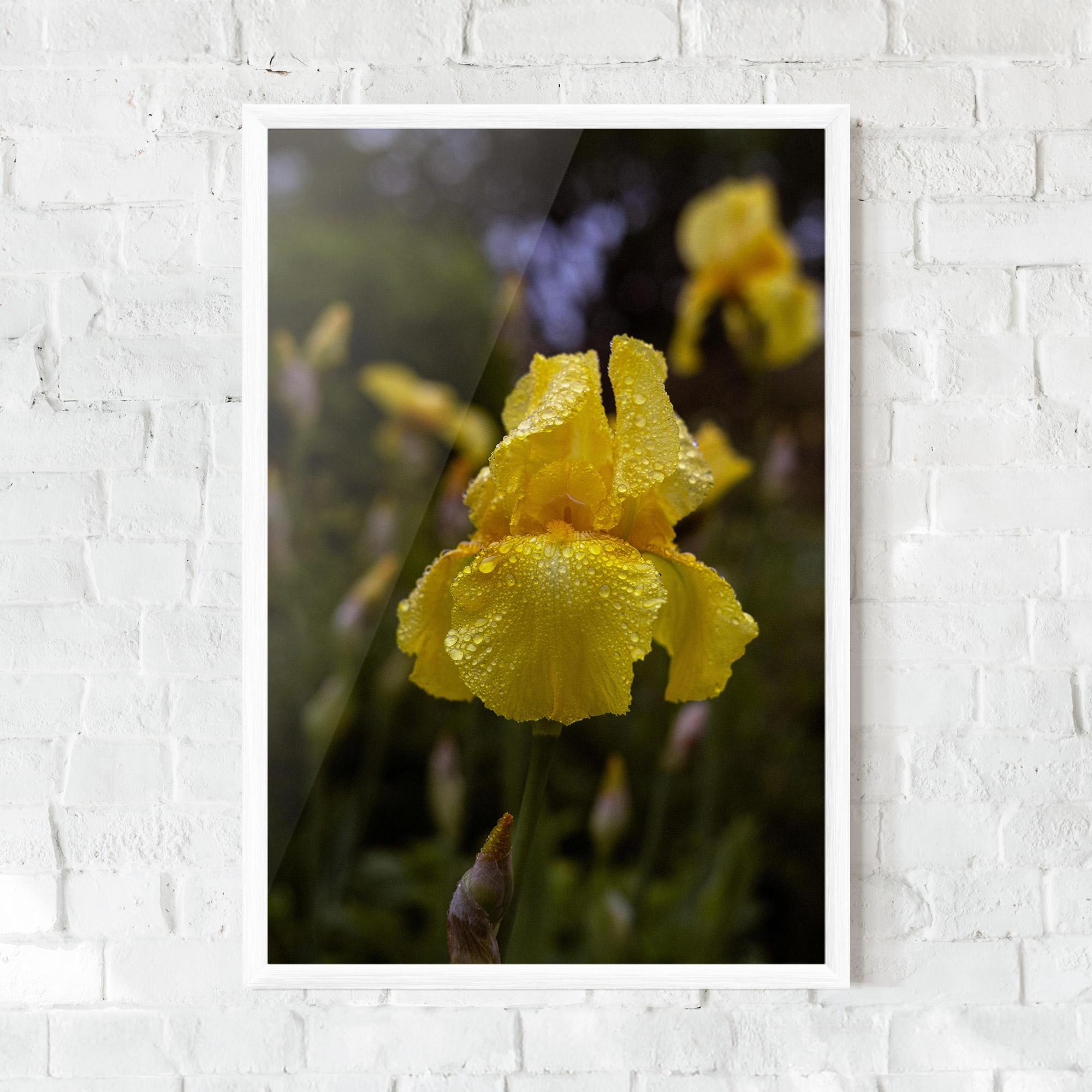 Keretezett Poszter Yellow Iris After Rain mockup 0