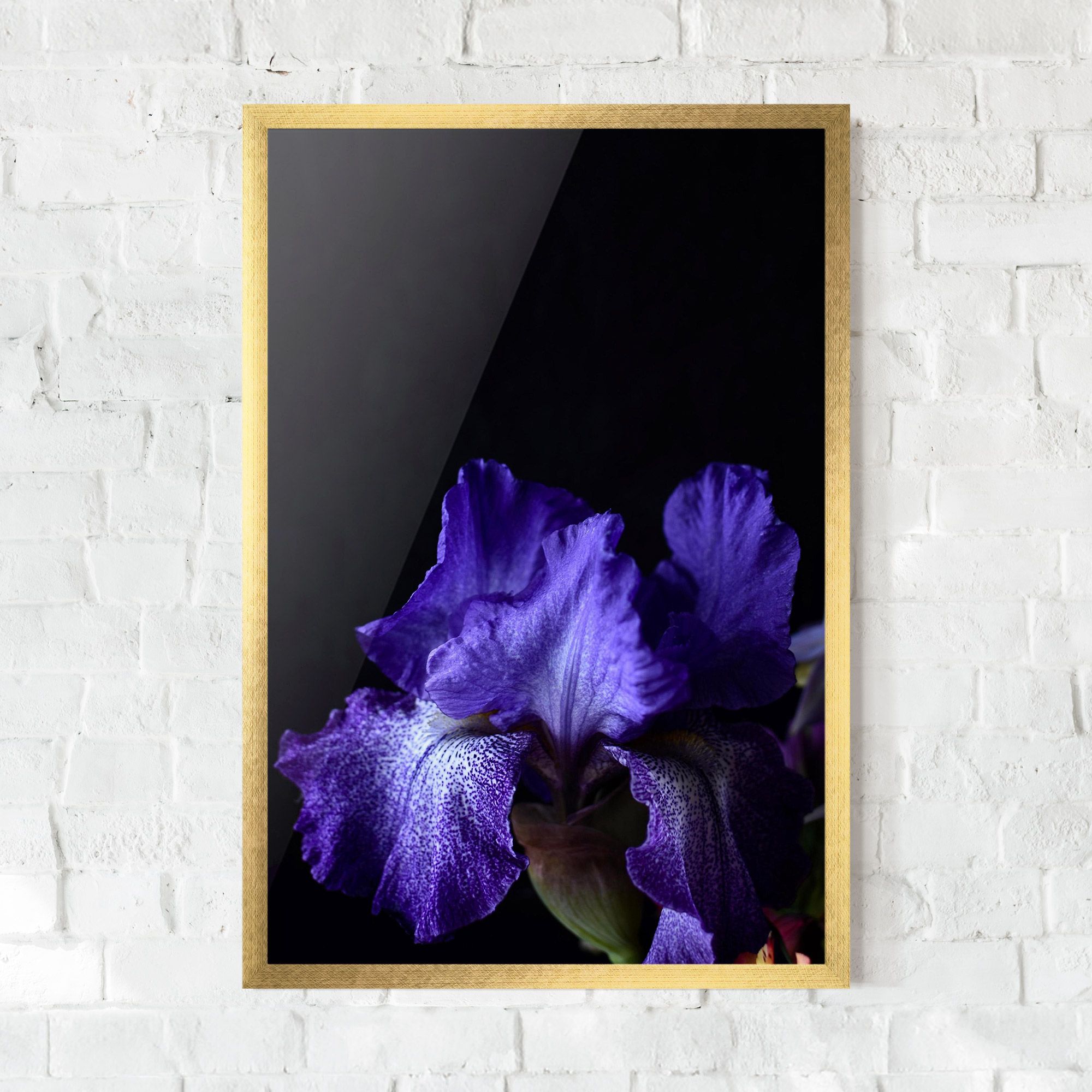Dark Purple Iris On Black mockup 0