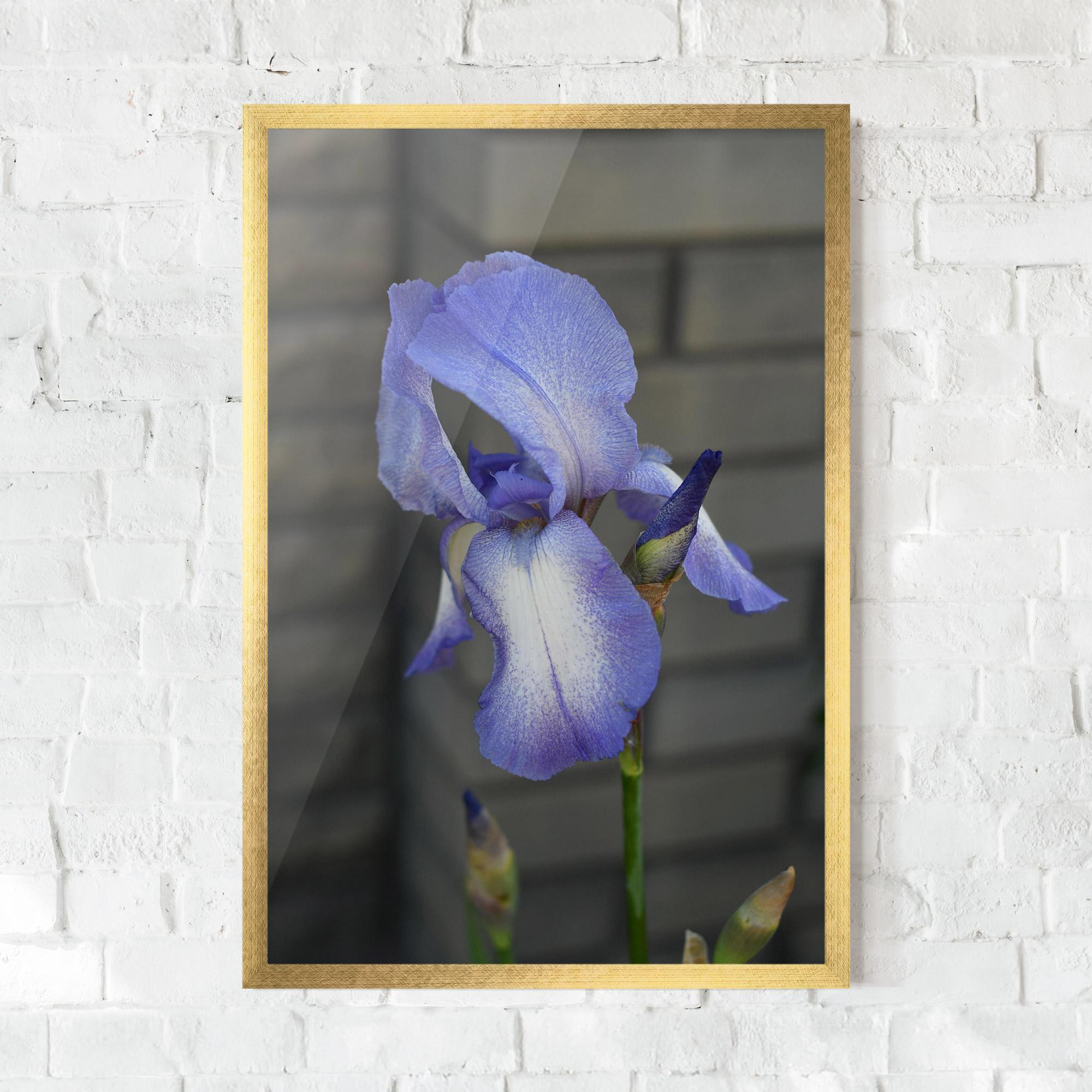 Keretezett Poszter Purple Iris On Gray mockup 0