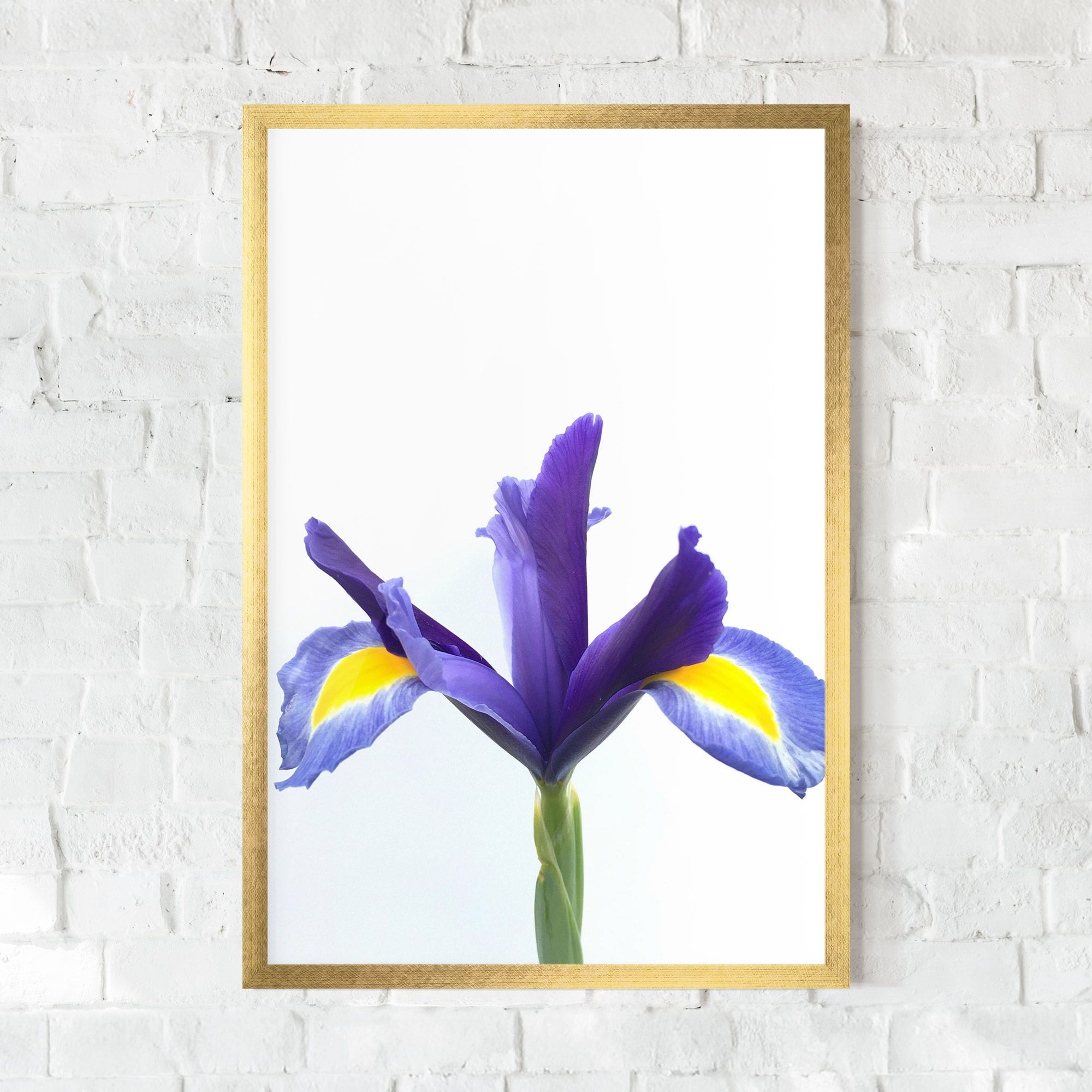 Yellow Color Iris mockup 0