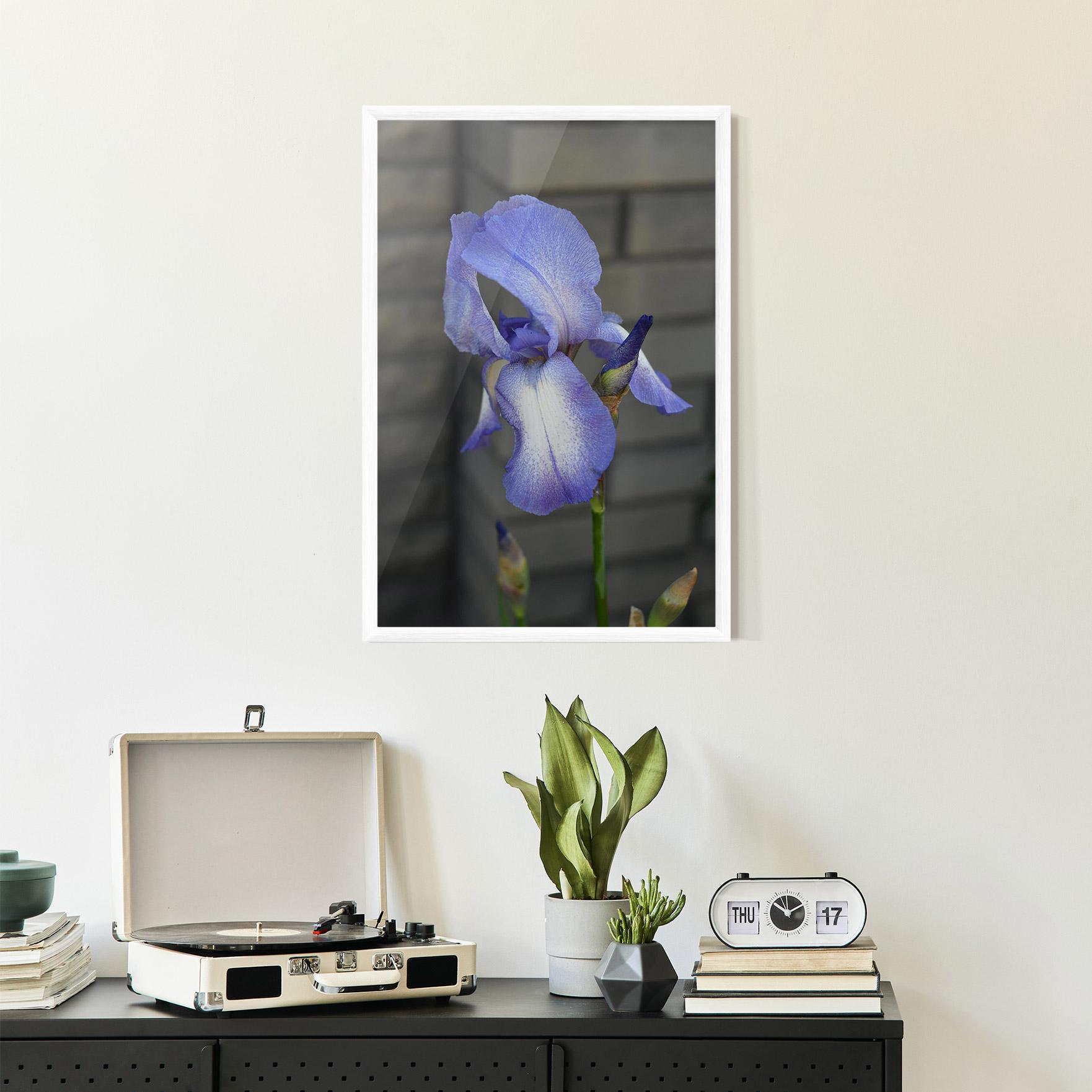 Keretezett Poszter Purple Iris On Gray mockup 2