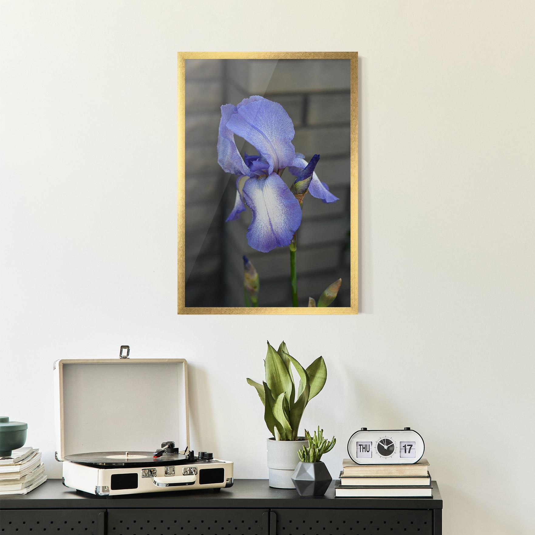 Keretezett Poszter Purple Iris On Gray mockup 2