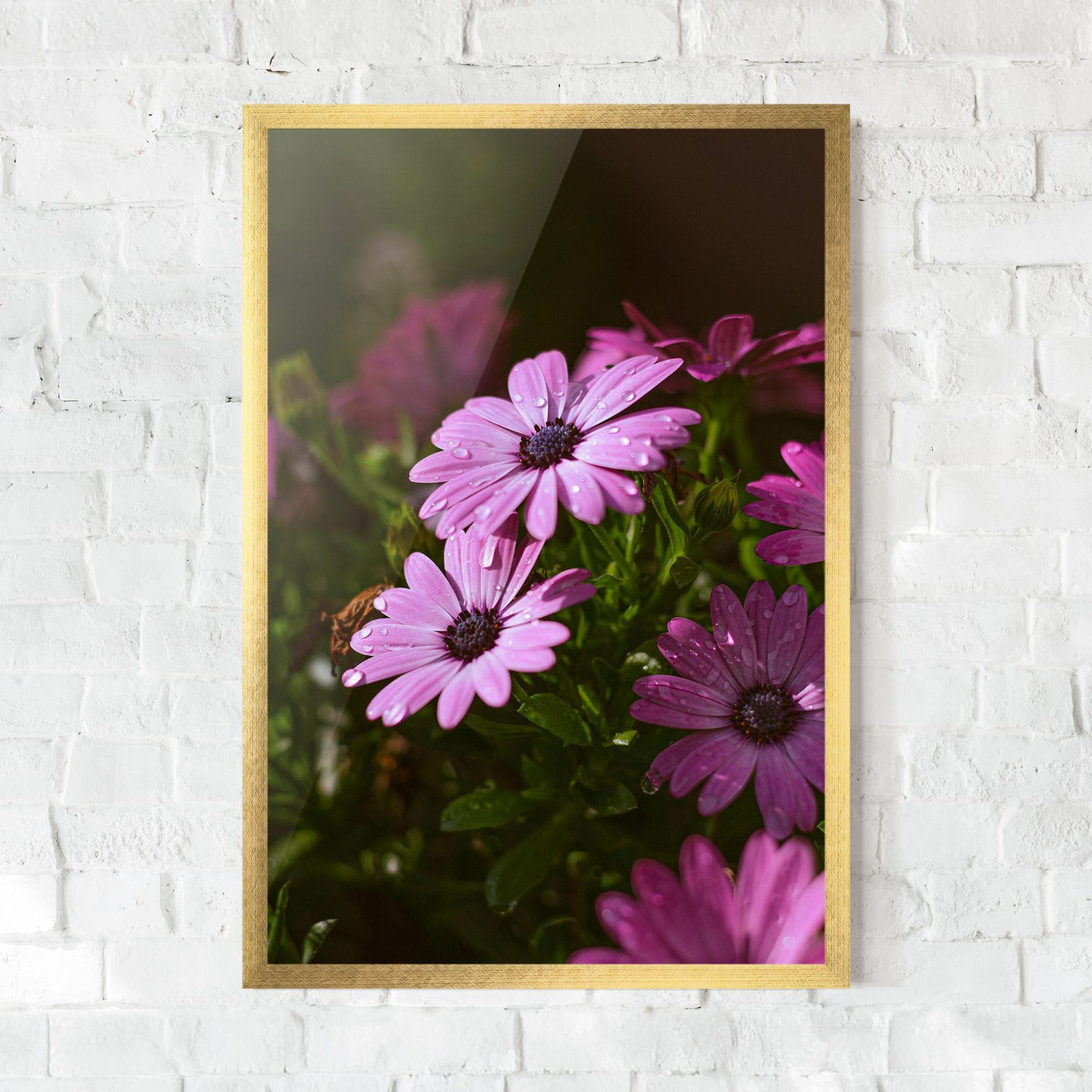 Keretezett Poszter Purple Daisy mockup 0