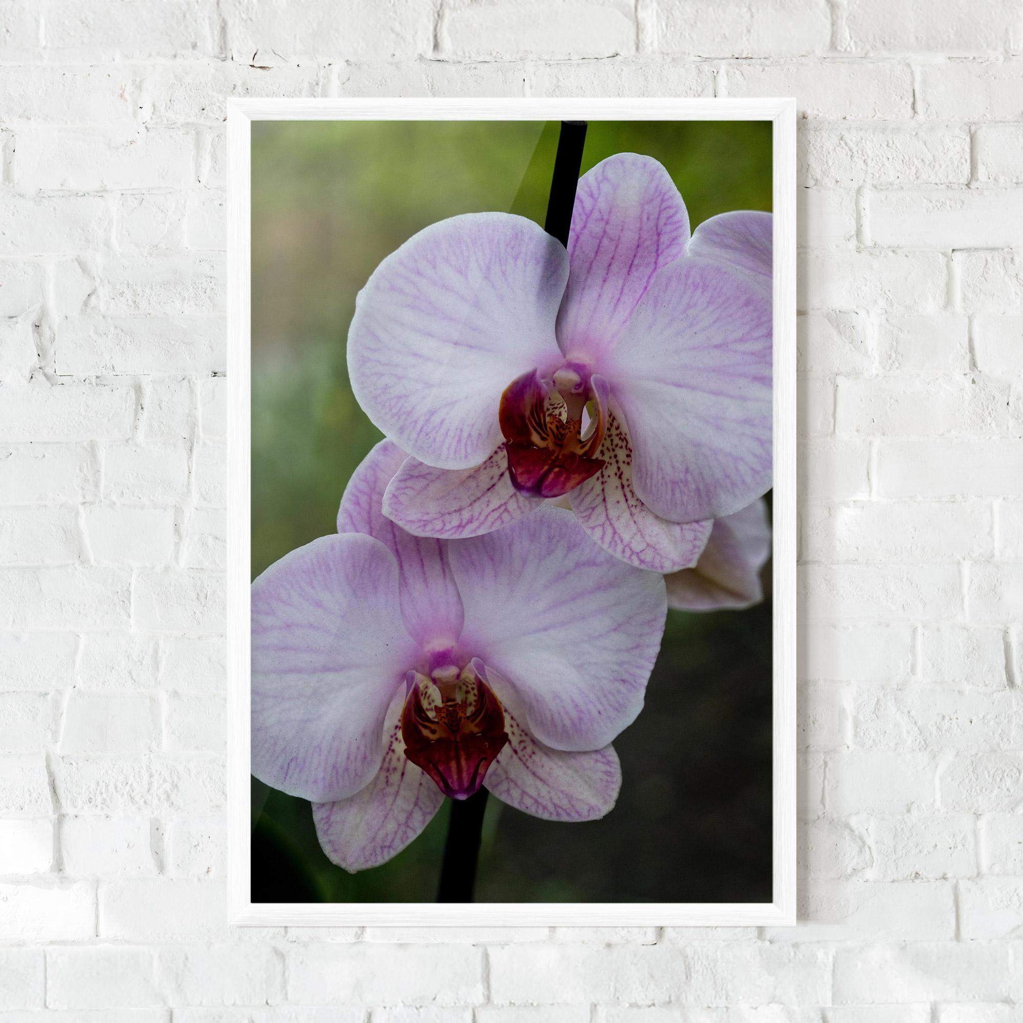 Keretezett Poszter Garden Light Purple Orchid mockup 0