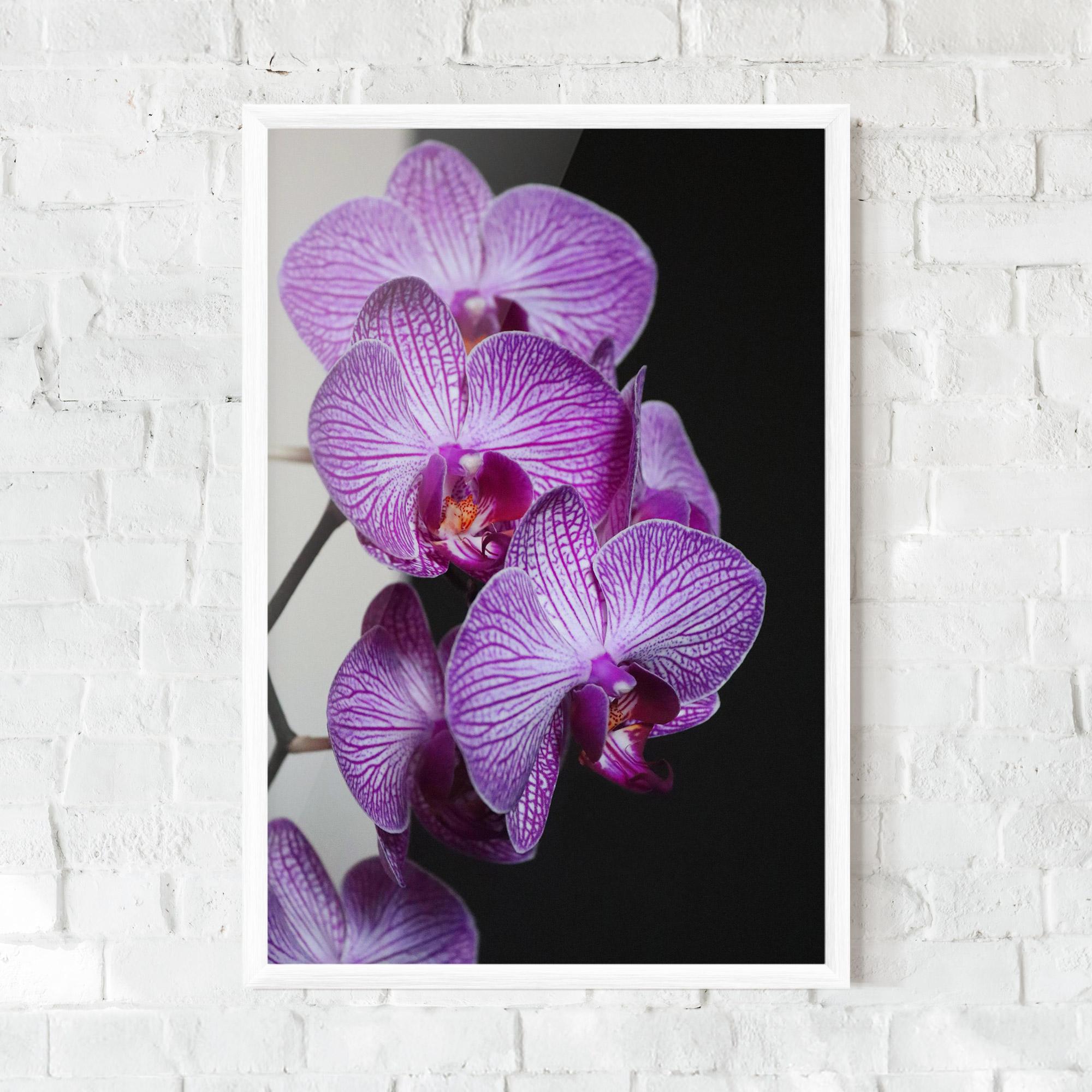 Keretezett Poszter Purple Orchid On Black mockup 0
