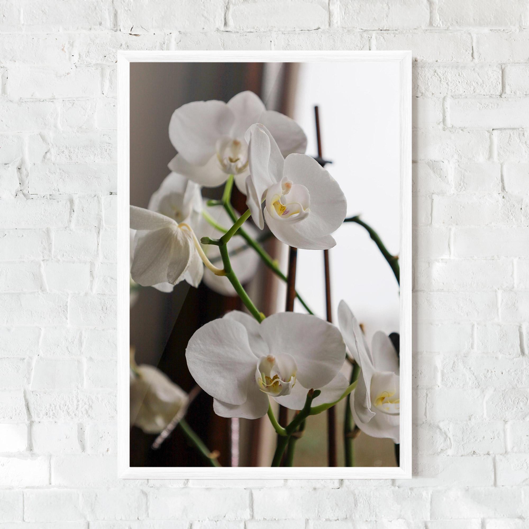 Keretezett Poszter White Orchid Growing mockup 0