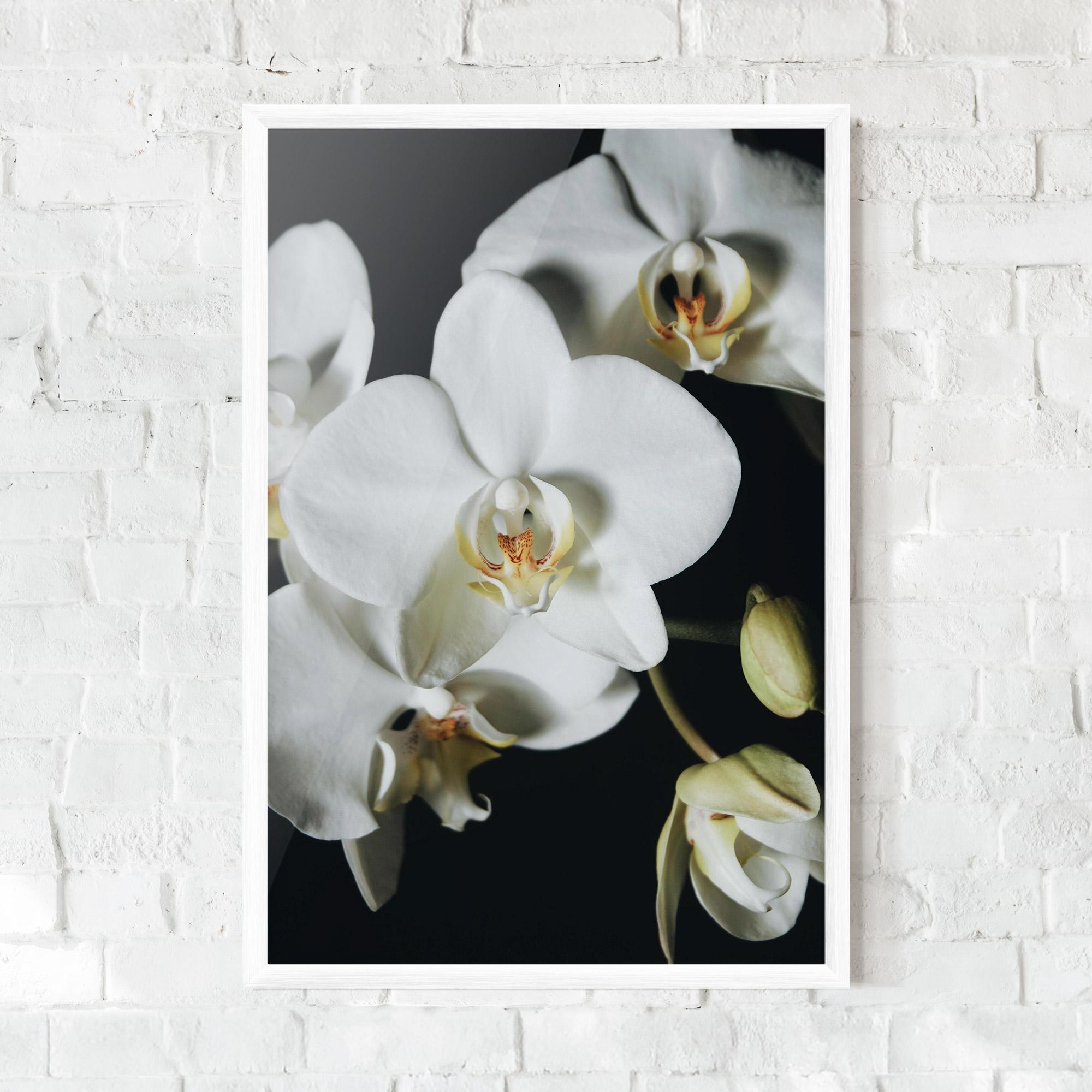 Keretezett Poszter White Orchid On Black mockup 0
