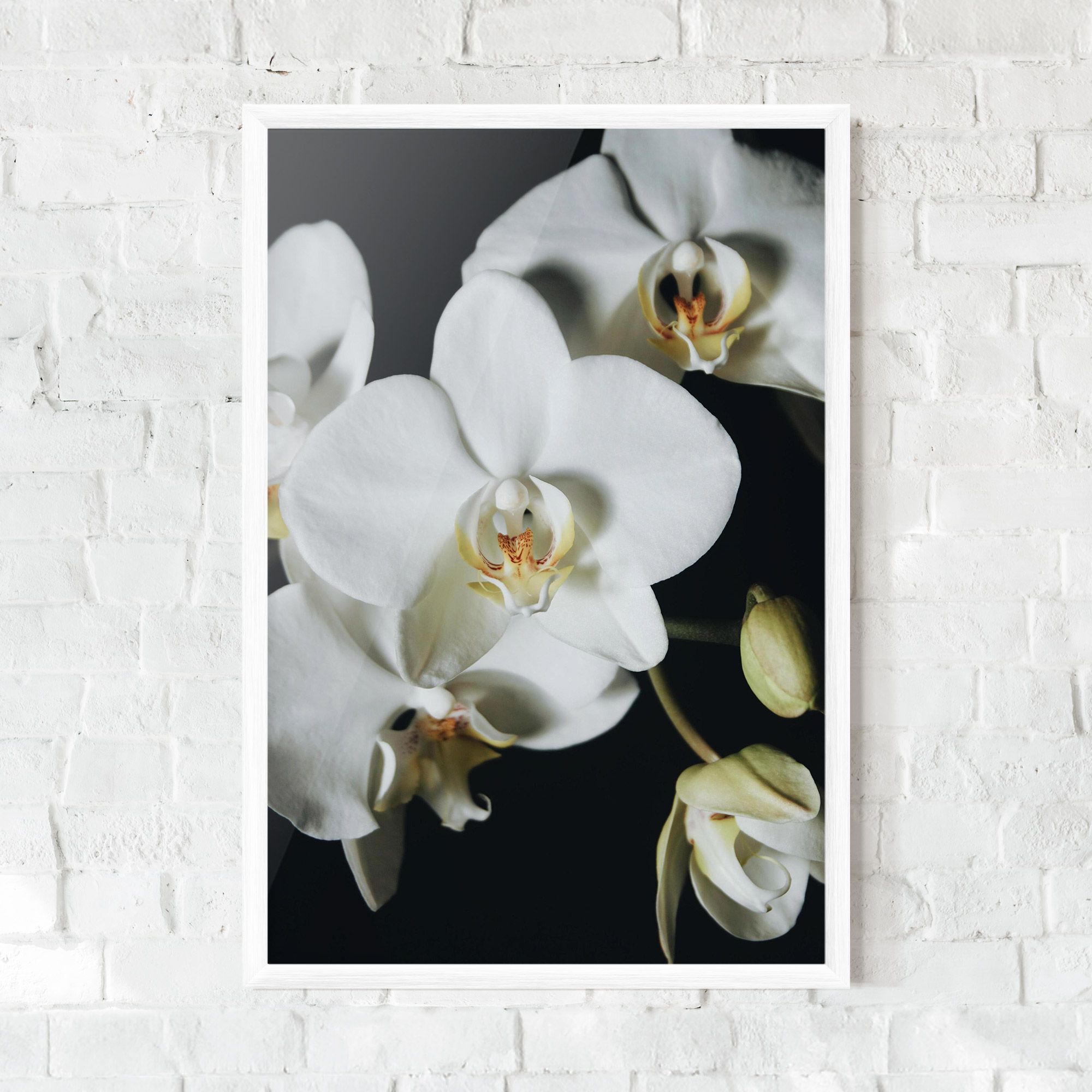 White Orchid On Black mockup 0