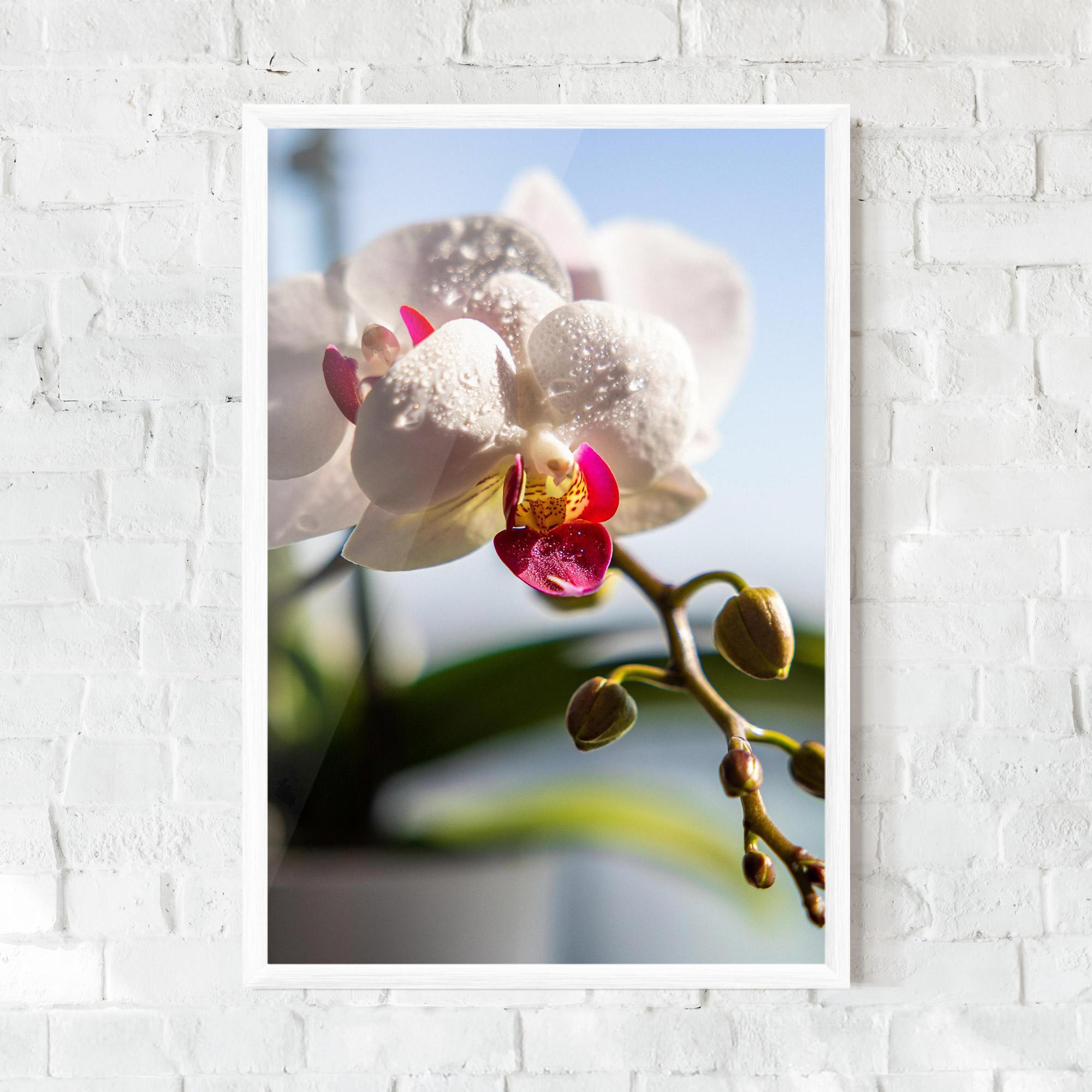 Keretezett Poszter White Orchid With Water mockup 0