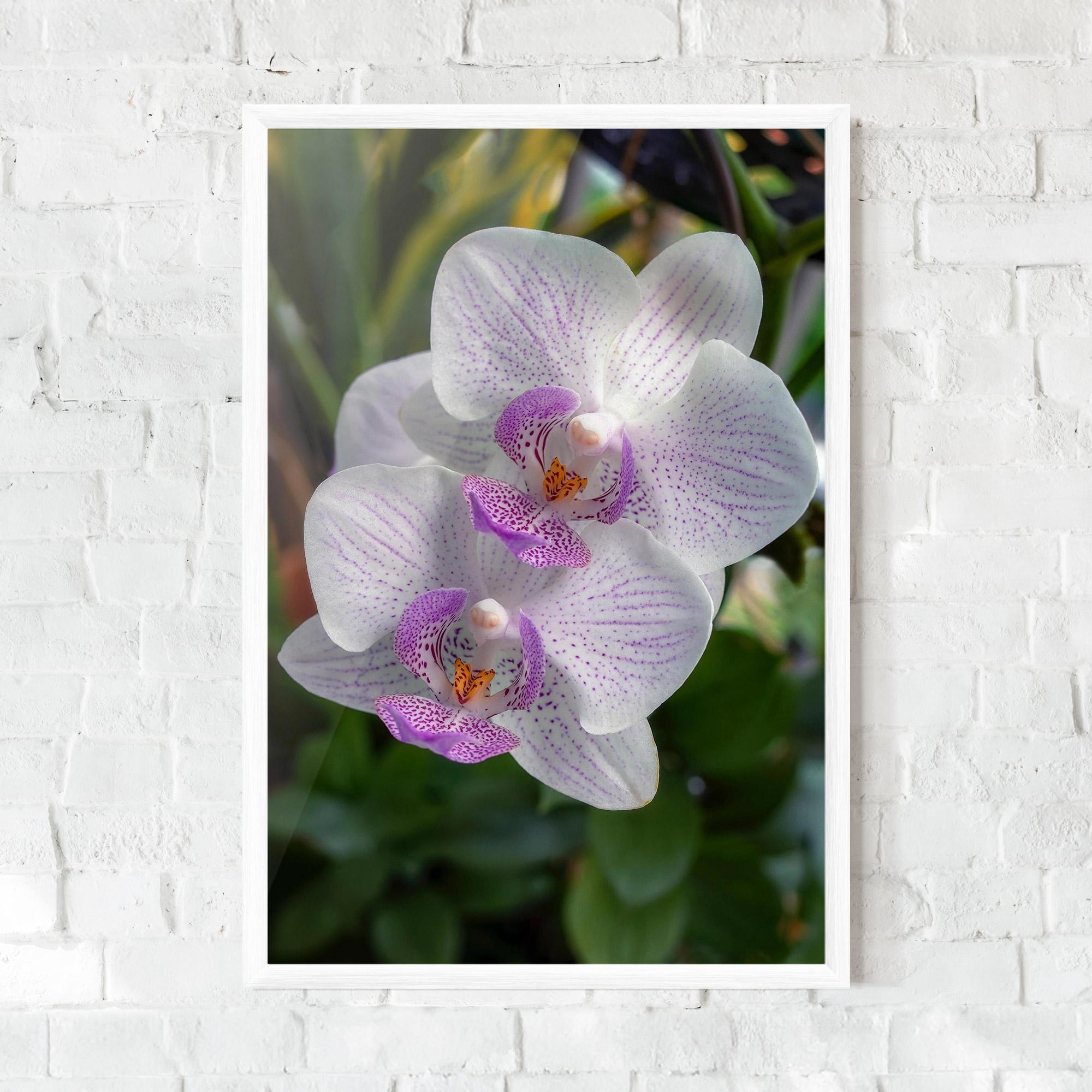 Keretezett Poszter White Orchids mockup 0