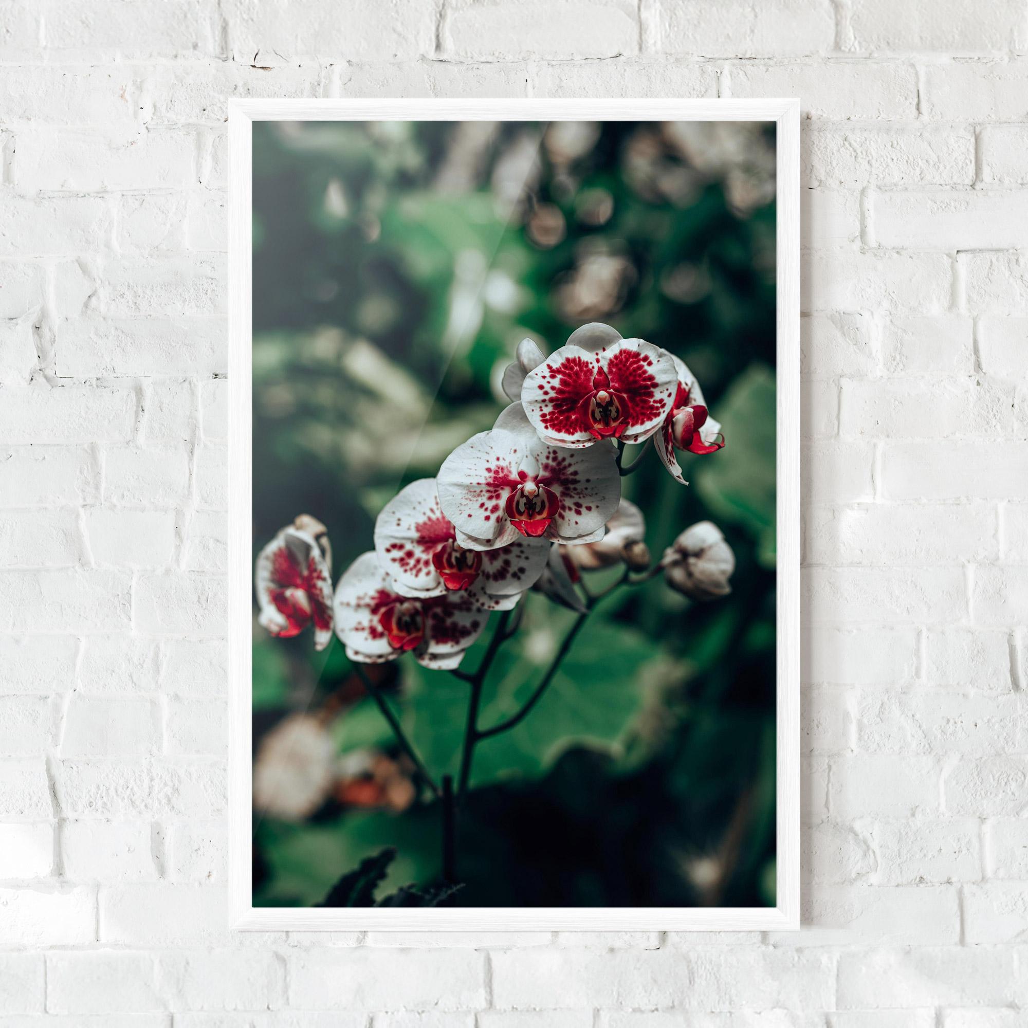 Keretezett Poszter White Red Orchid mockup 0