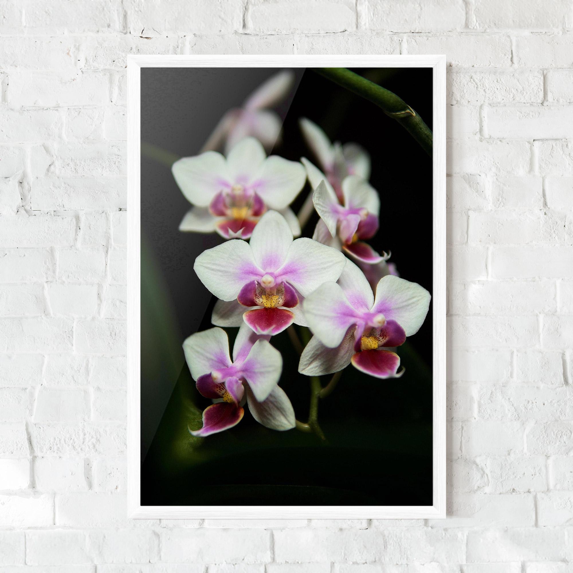 Keretezett Poszter Wild White Purple Orchid mockup 0