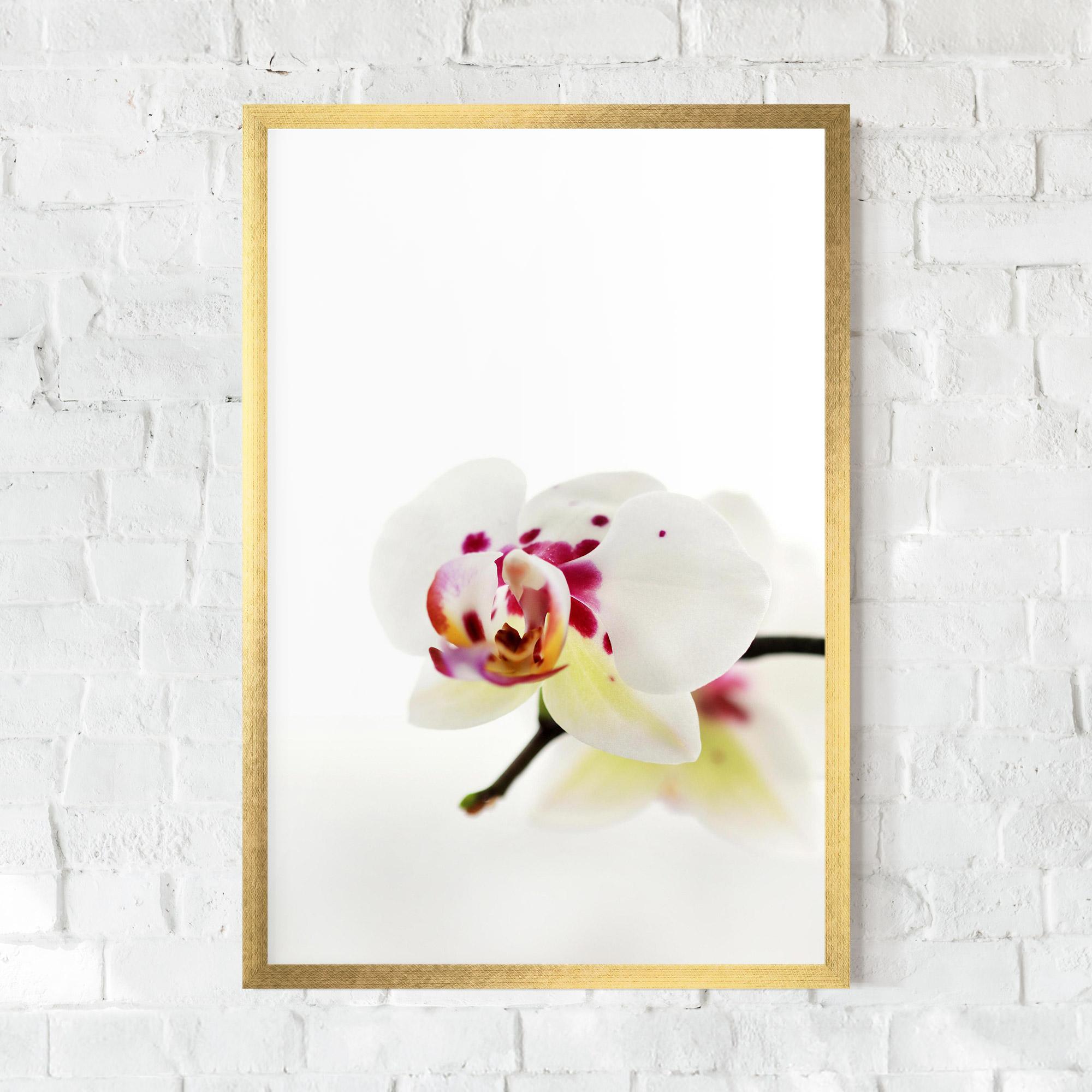 Keretezett Poszter Clean White Orchid mockup 0