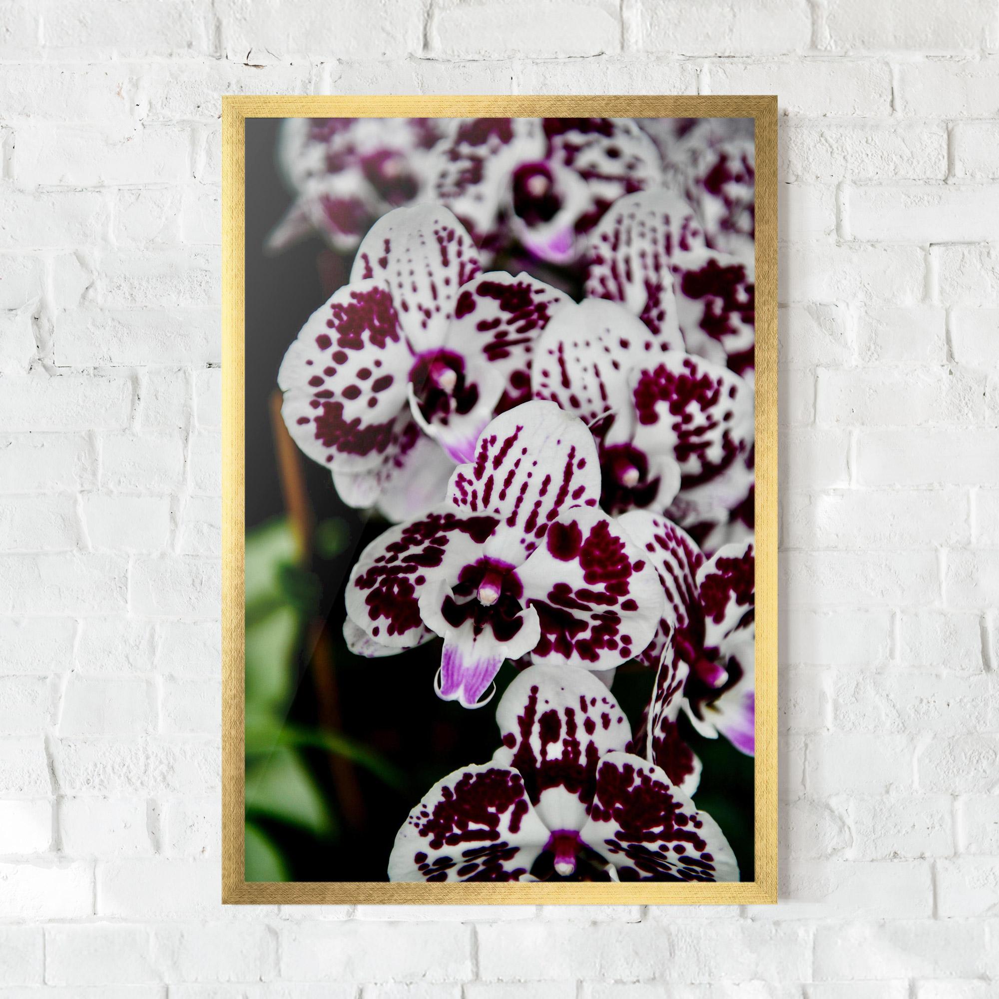 Keretezett Poszter Dark Purple Orchids mockup 0