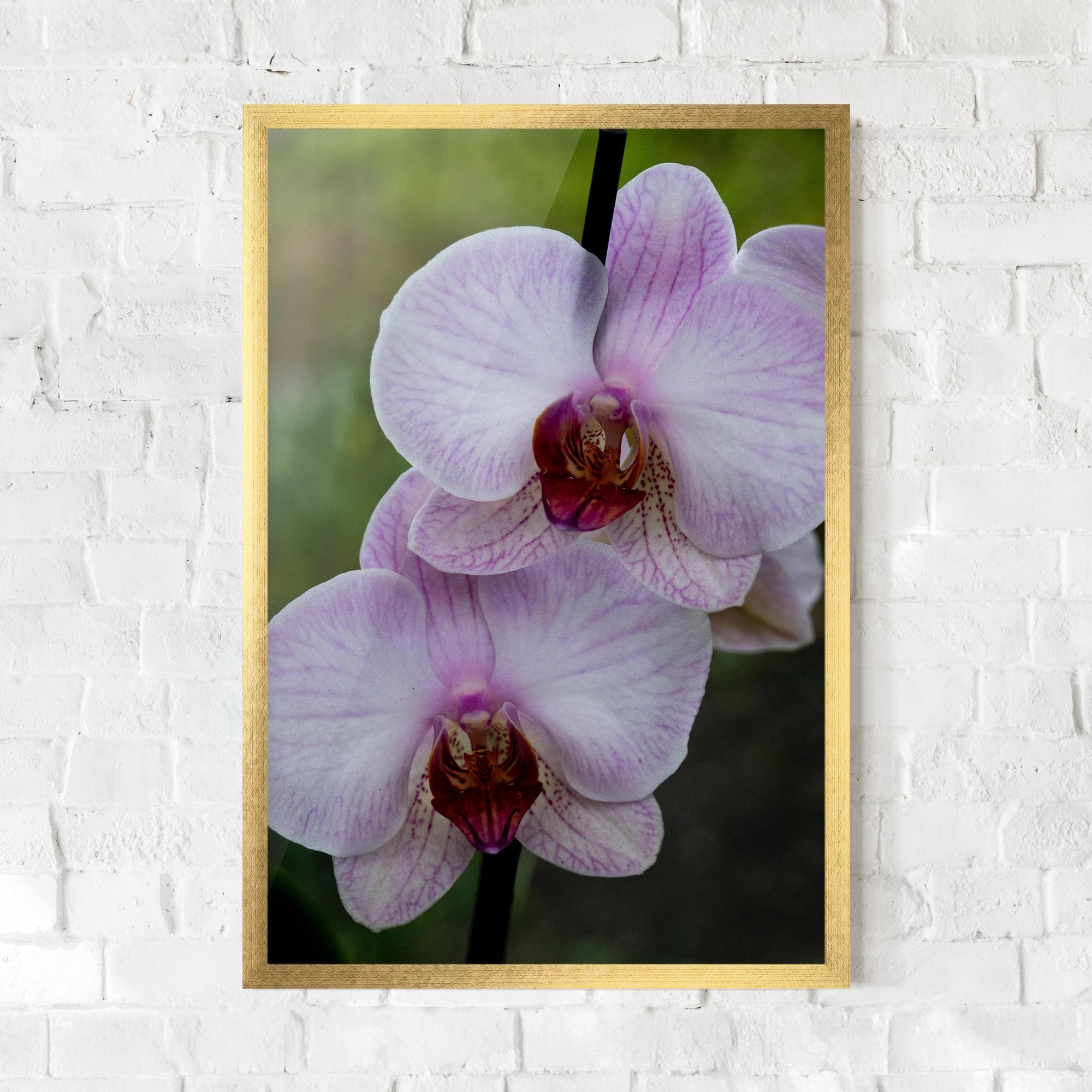 Keretezett Poszter Garden Light Purple Orchid mockup 0