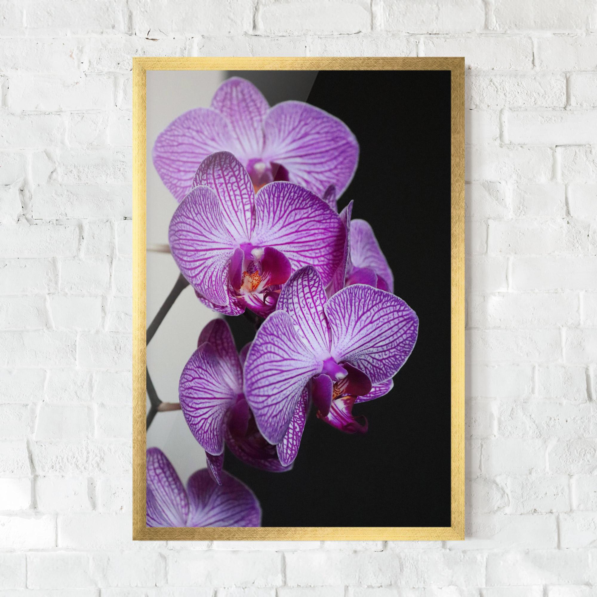 Keretezett Poszter Purple Orchid On Black mockup 0