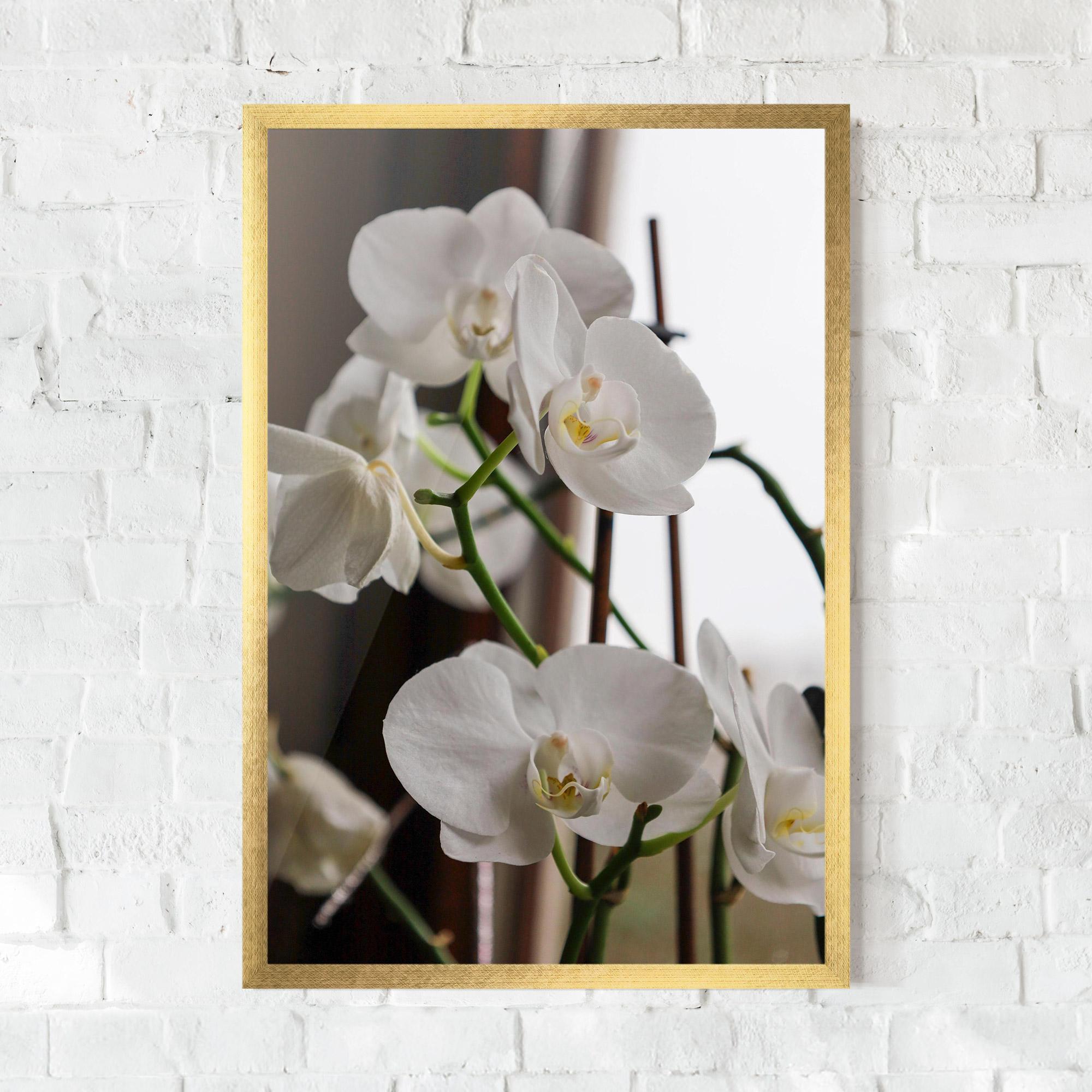 Keretezett Poszter White Orchid Growing mockup 0