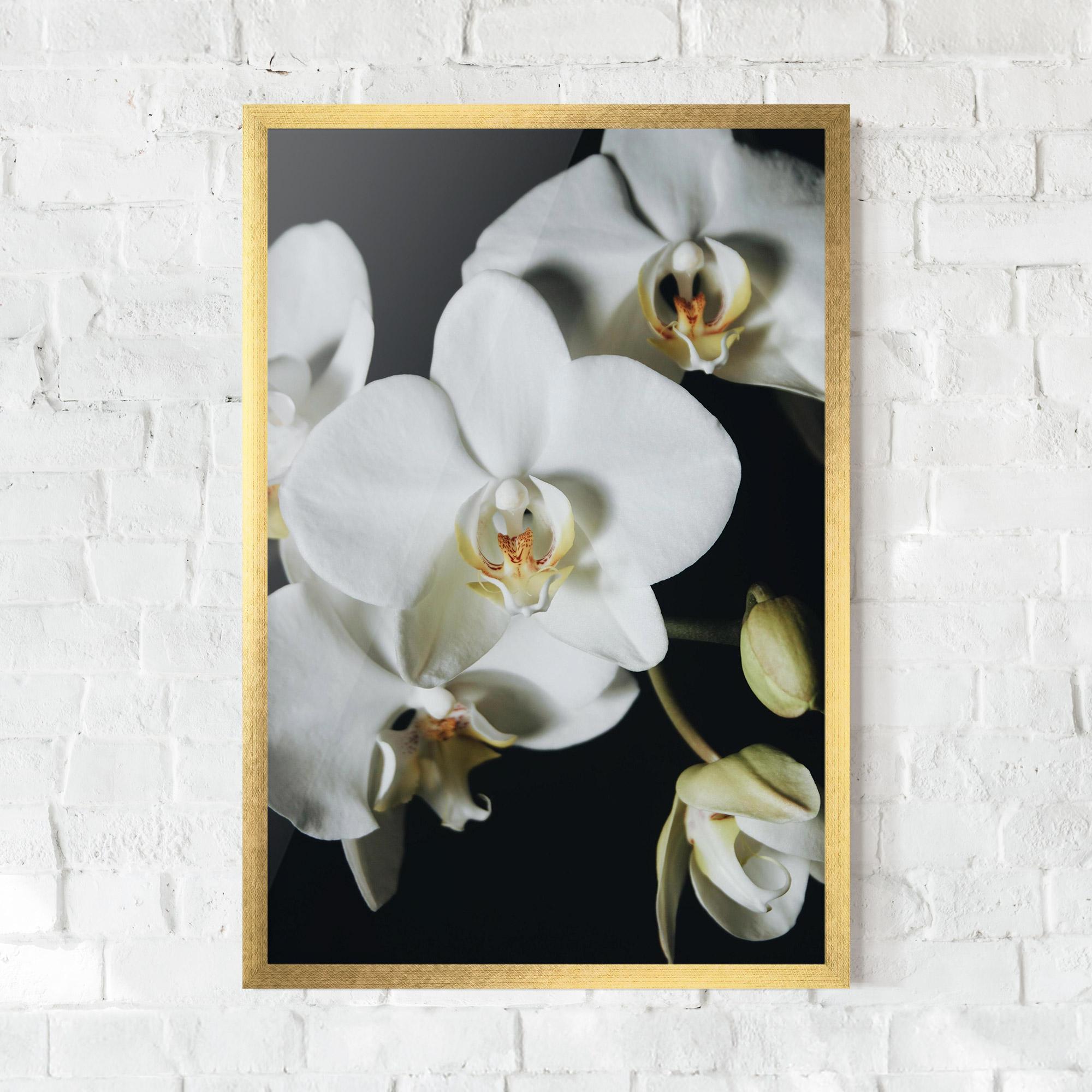 Keretezett Poszter White Orchid On Black mockup 0
