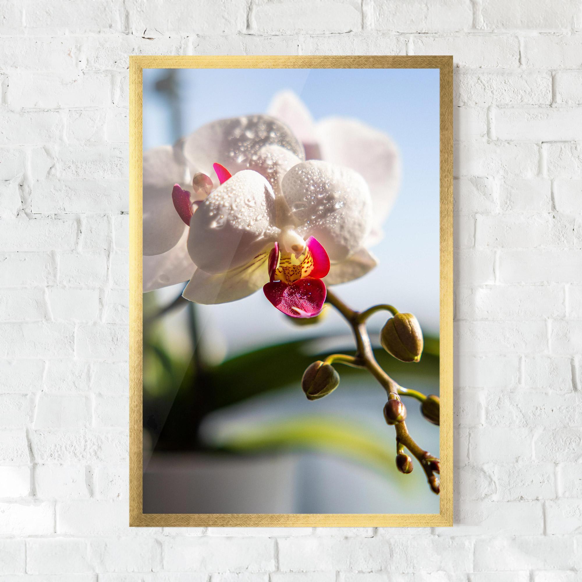 Keretezett Poszter White Orchid With Water mockup 0